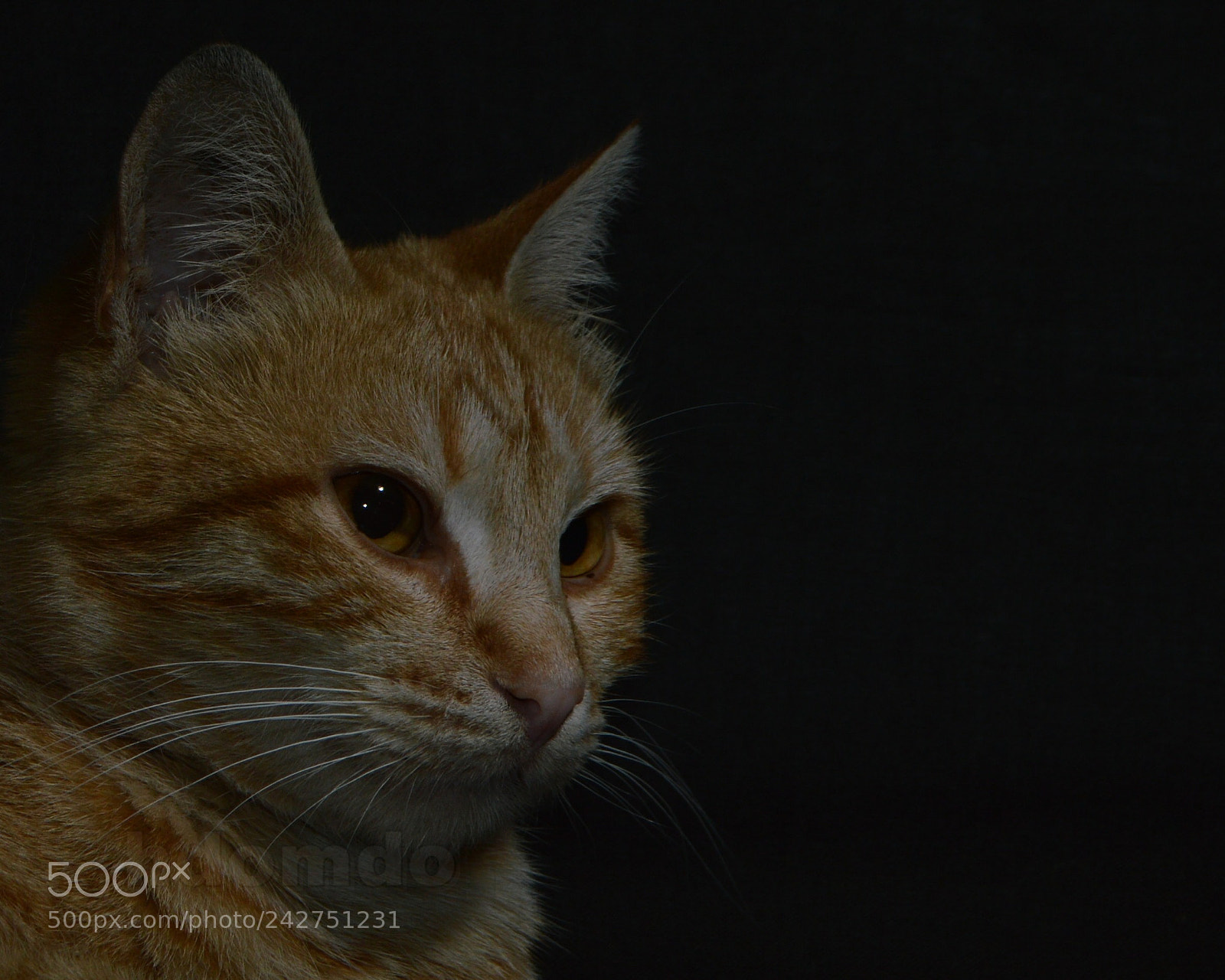 Nikon D3200 sample photo. بسس () photography