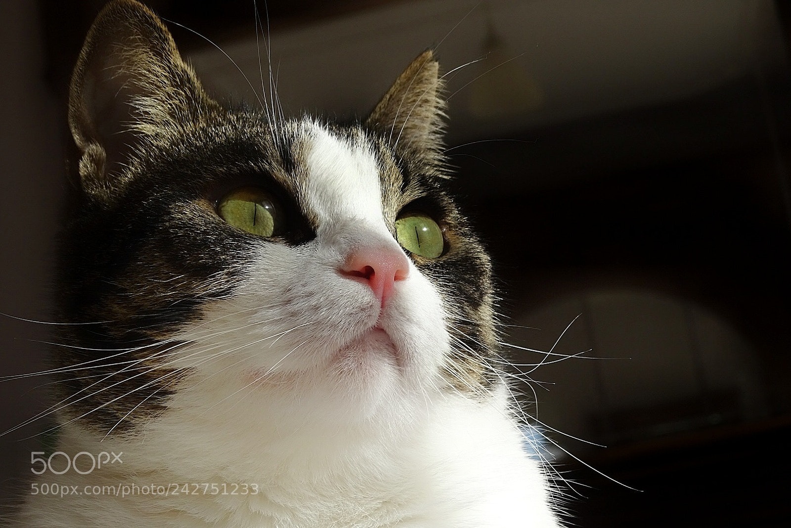 Sony Cyber-shot DSC-HX400V sample photo. Cat photography