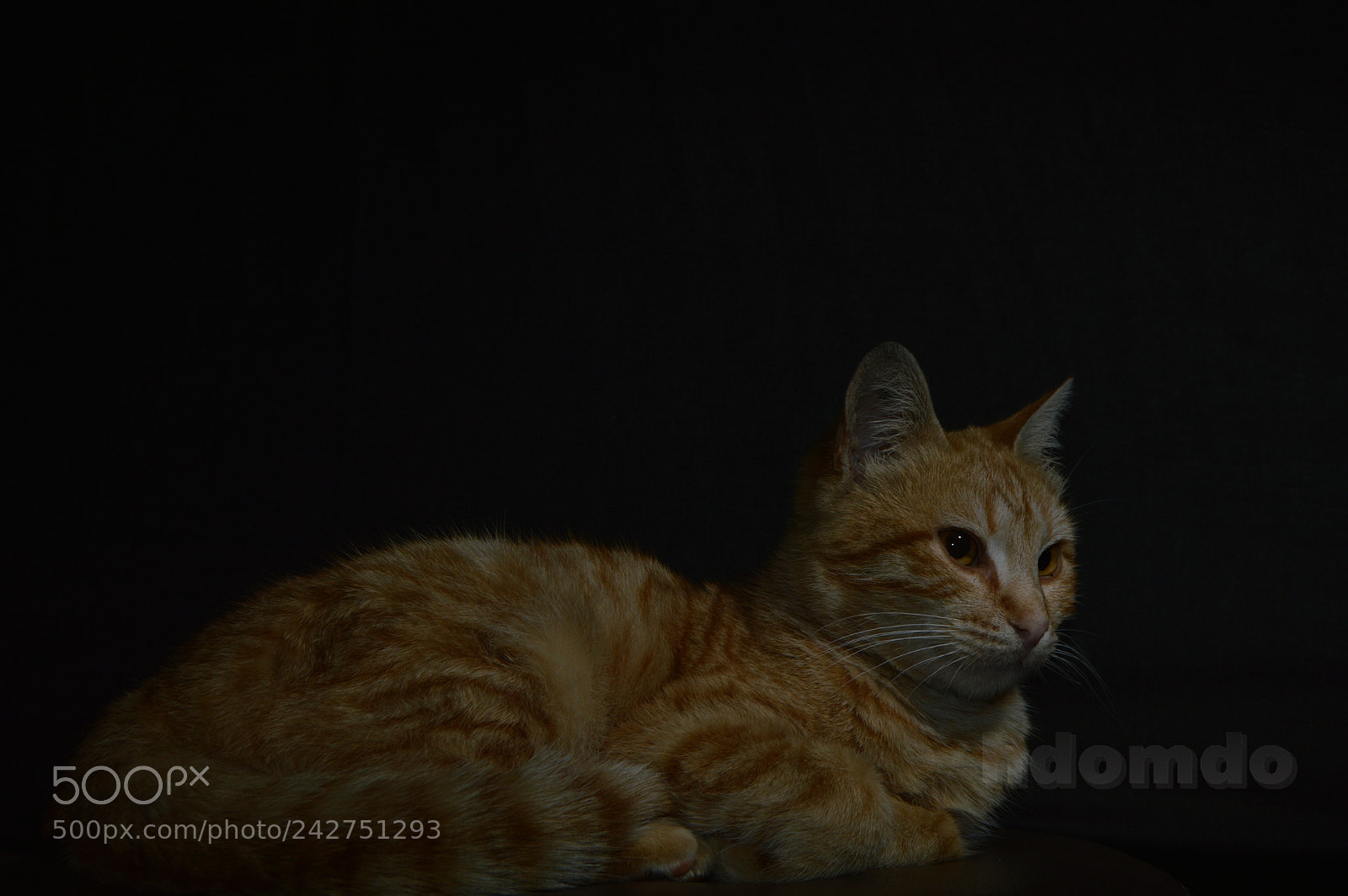 Nikon D3200 sample photo. بسس () photography