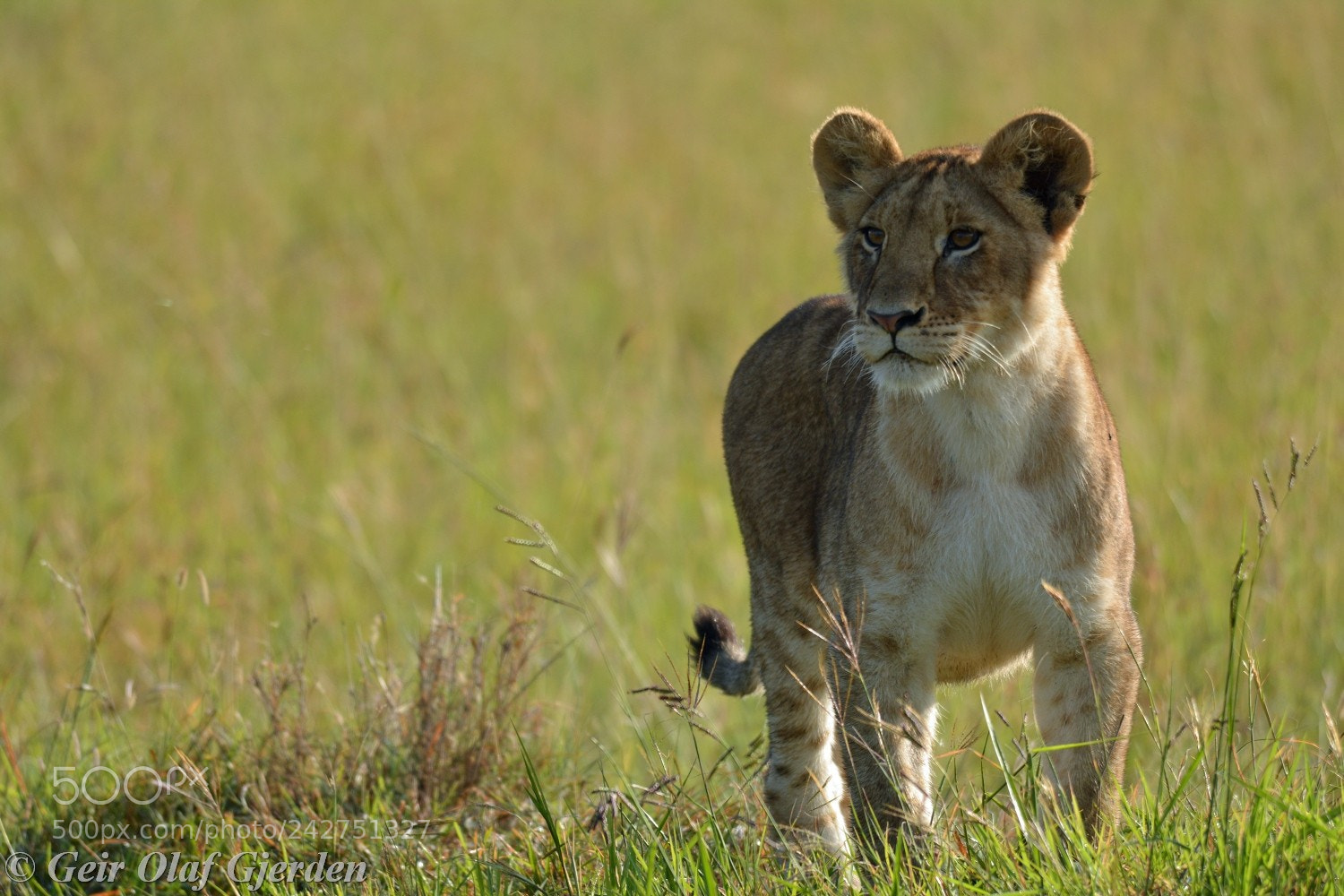 Nikon D7100 sample photo. Lion cub photography