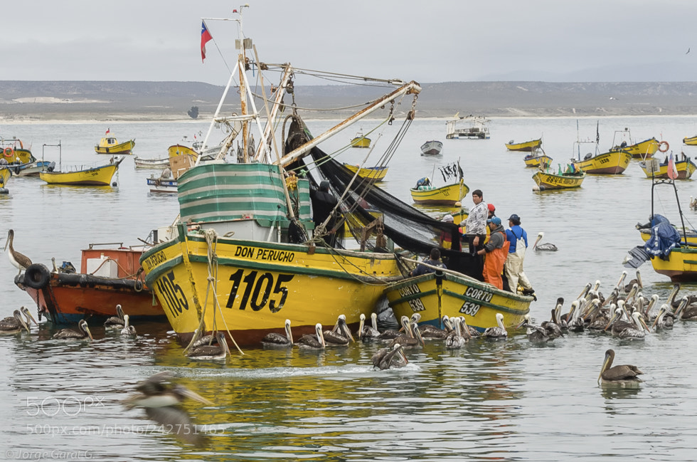Nikon D700 sample photo. Pescadores en caleta de photography