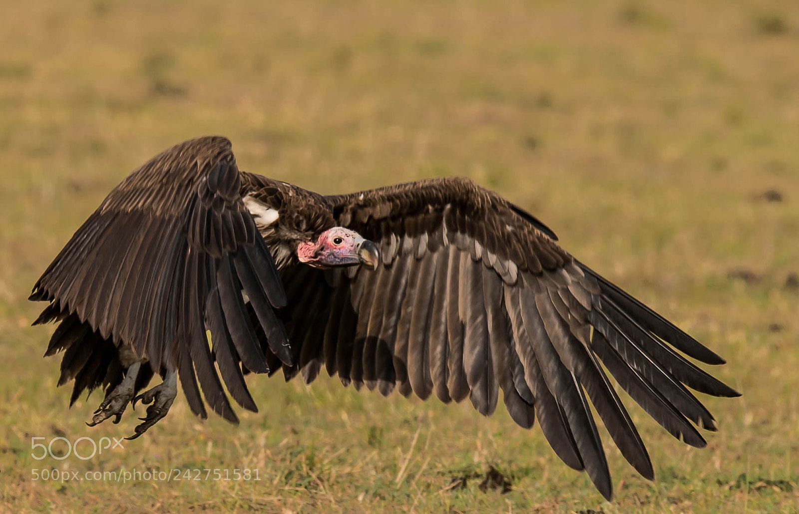 Nikon D5 sample photo. Laped faced vulture photography