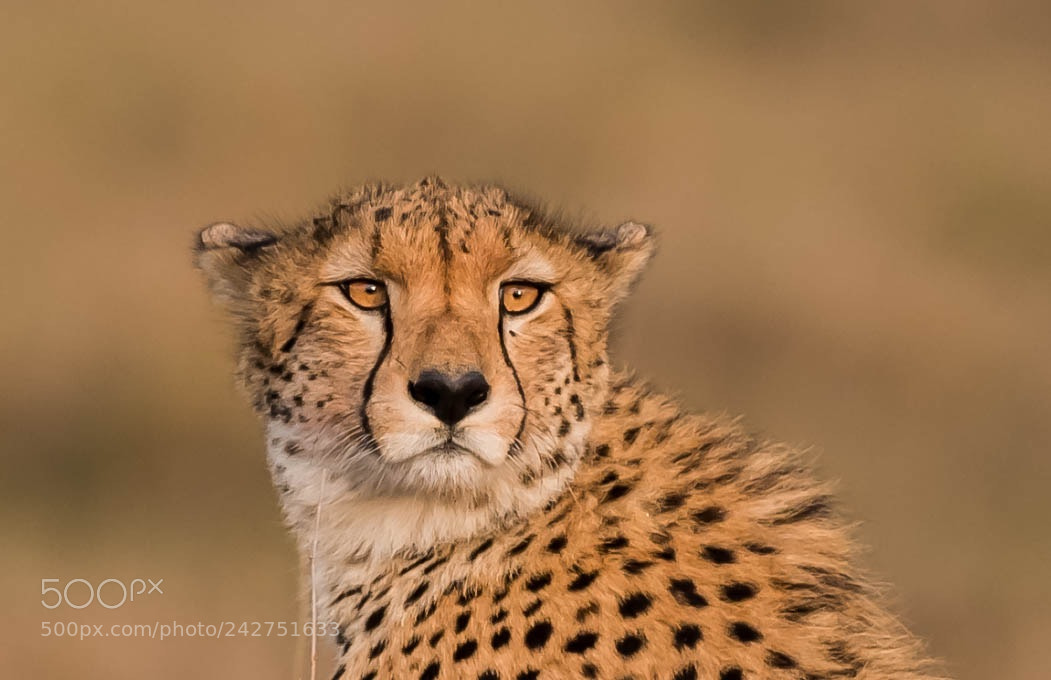 Nikon D5 sample photo. Cheetah photography