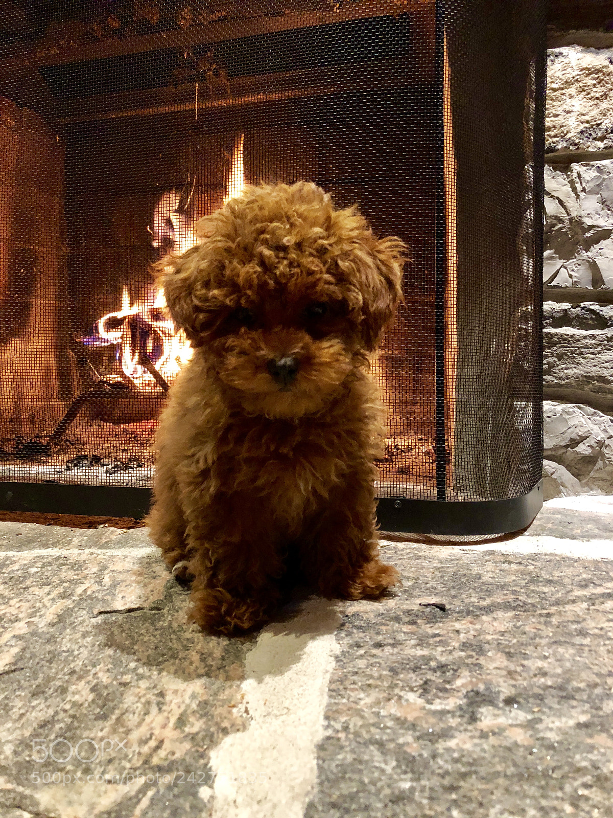 Apple iPhone 8 Plus sample photo. Fur and brimstone photography
