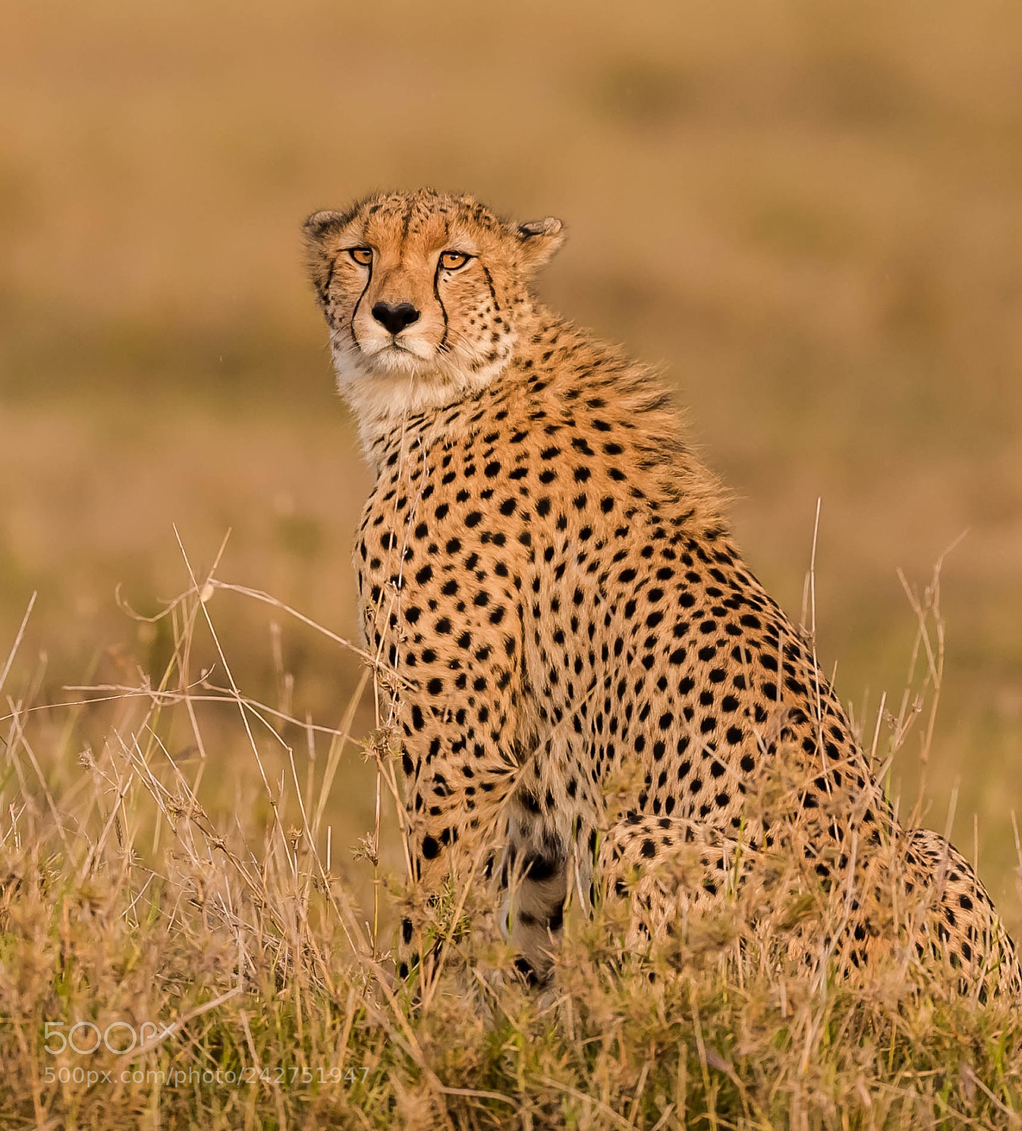 Nikon D5 sample photo. Cheetah photography