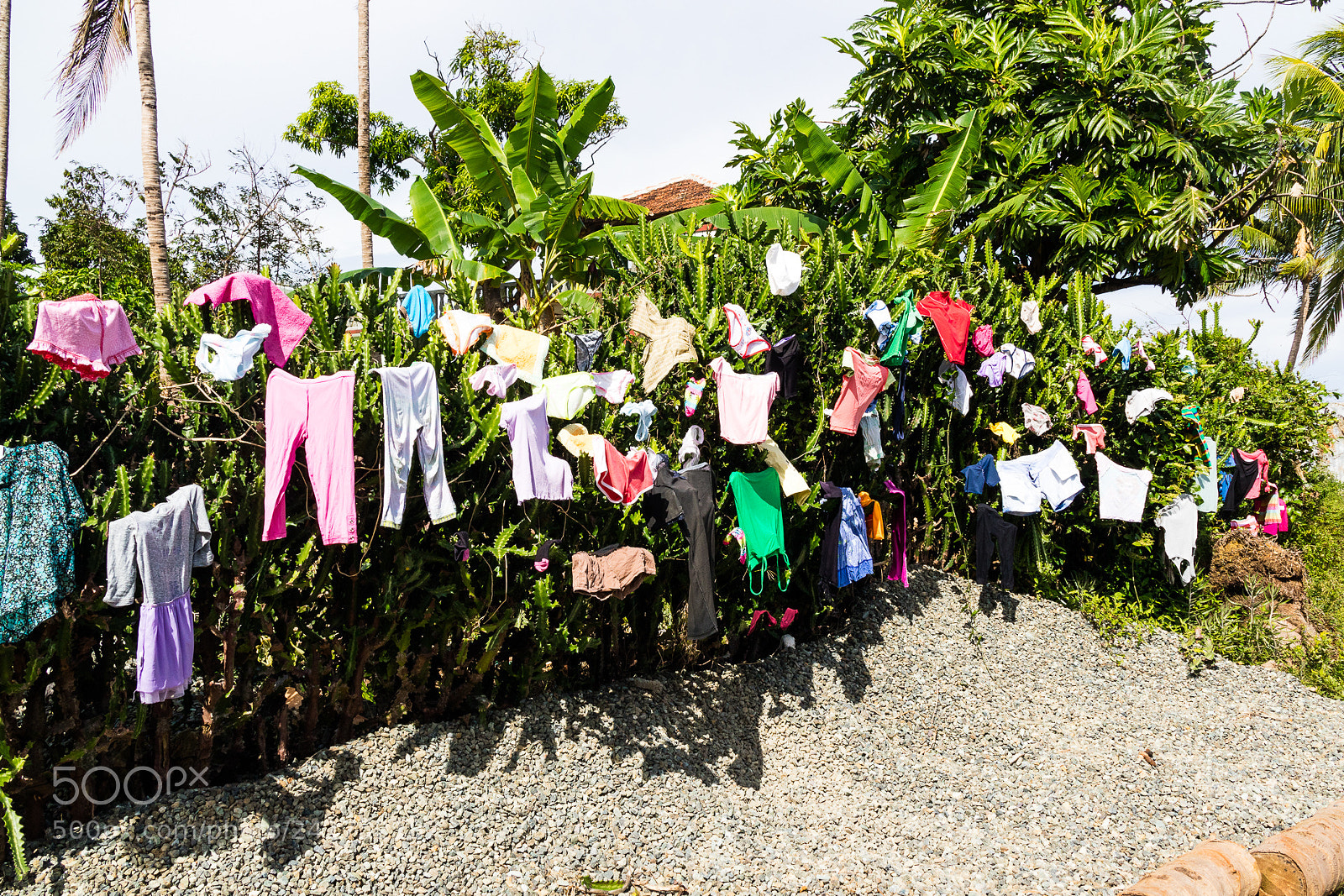 Canon EOS M3 sample photo. Clothes on cactus photography