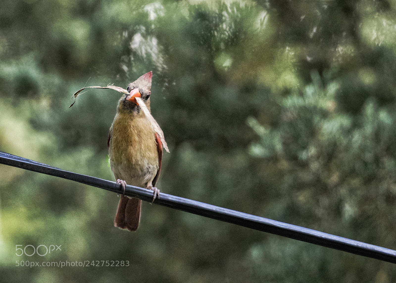 Canon EOS-1D X Mark II sample photo. Nesting time photography