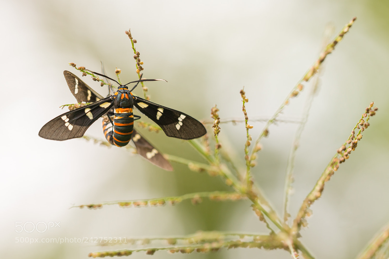 Nikon D800 sample photo. - zygaenidae mating - photography
