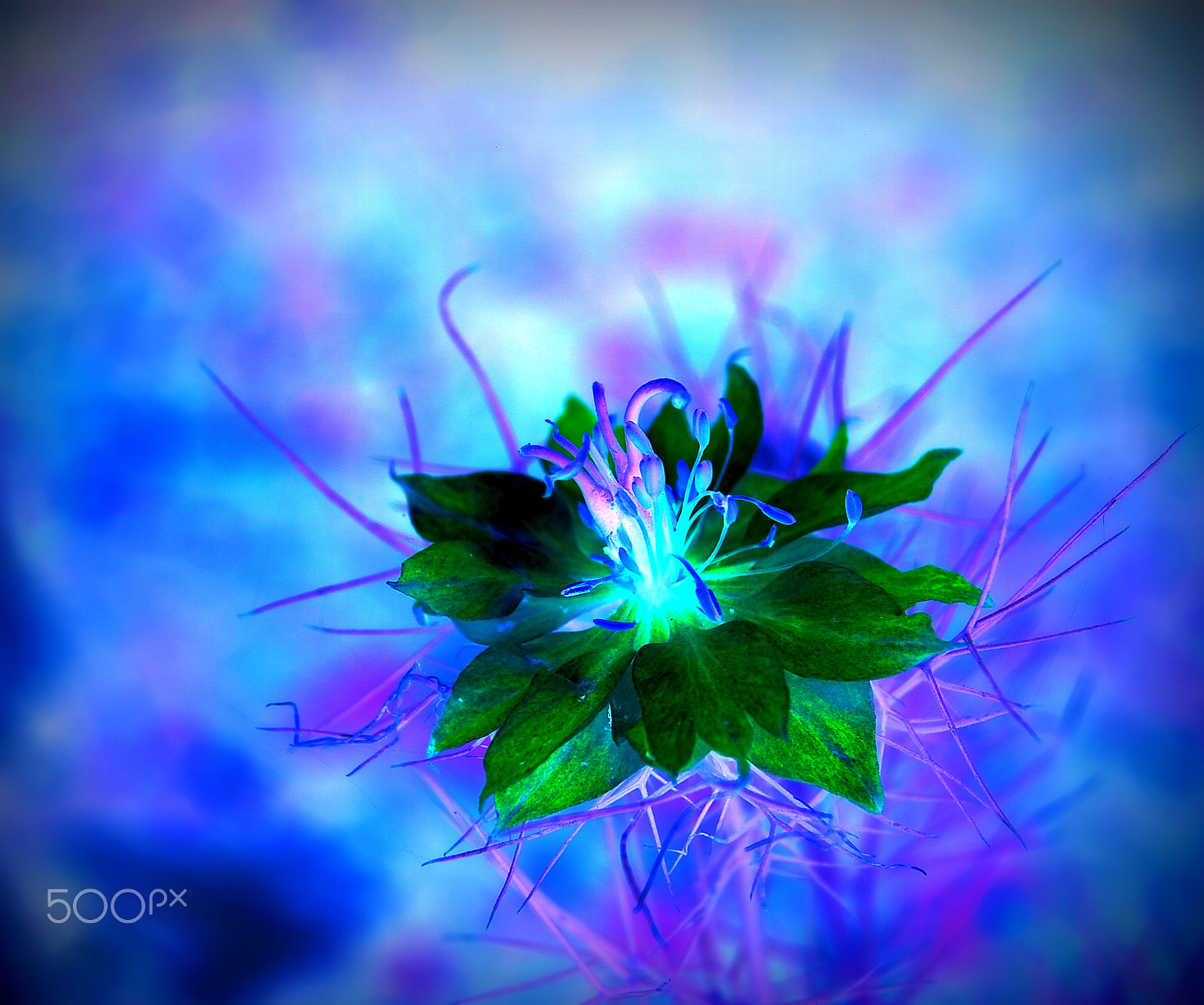 Nikon D40X sample photo. Blue photography