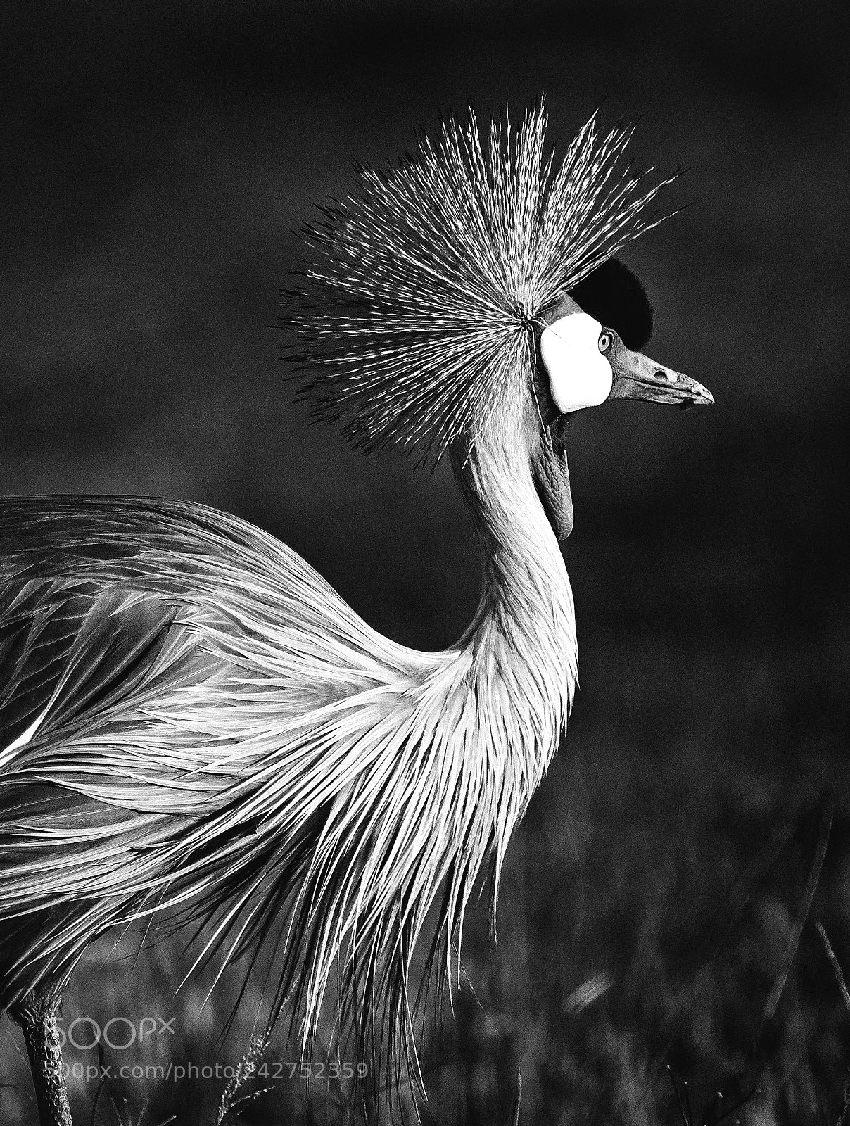 Nikon D850 sample photo. B&wcrownedcrane photography