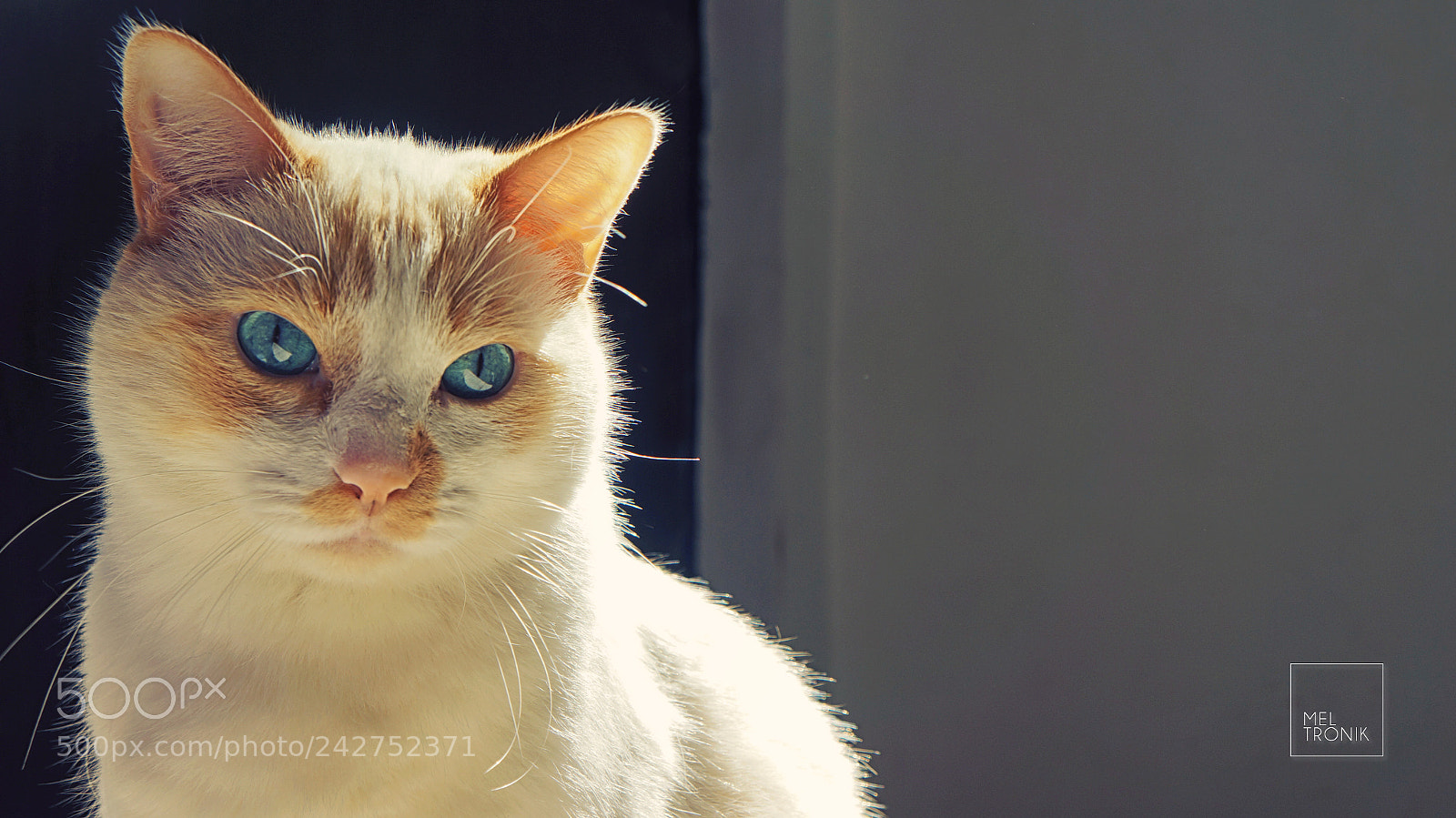 Sony Alpha NEX-5N sample photo. Ruffino photography