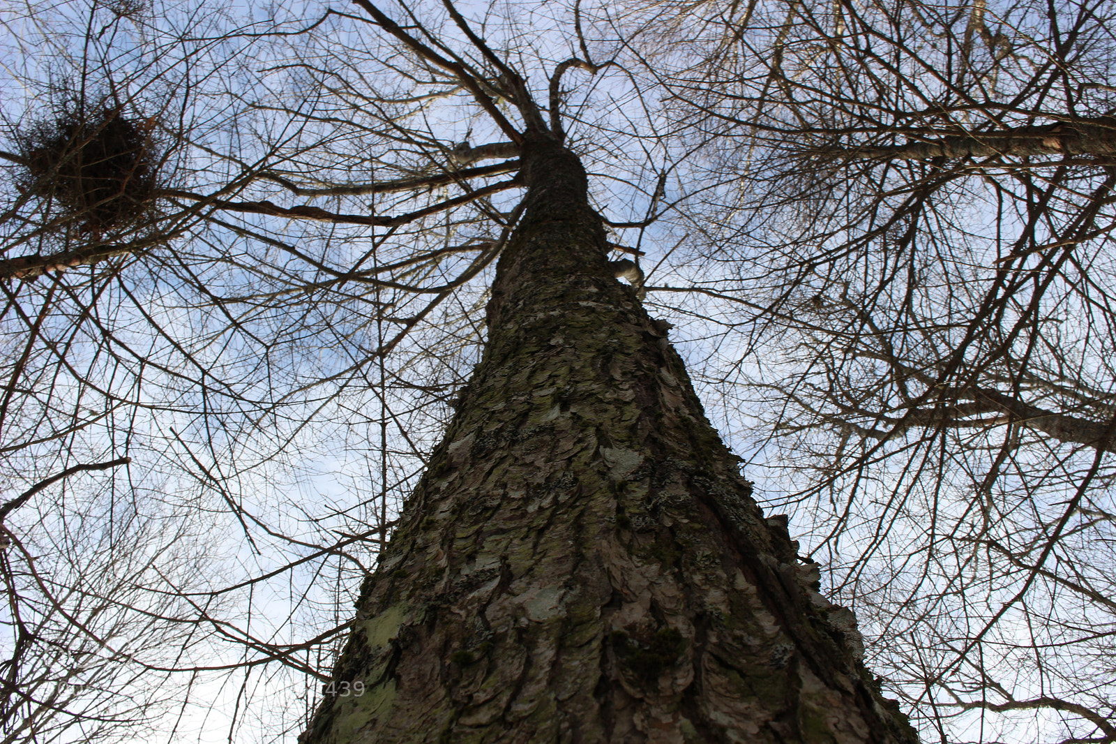Canon EOS 100D (EOS Rebel SL1 / EOS Kiss X7) sample photo. Tentacles photography