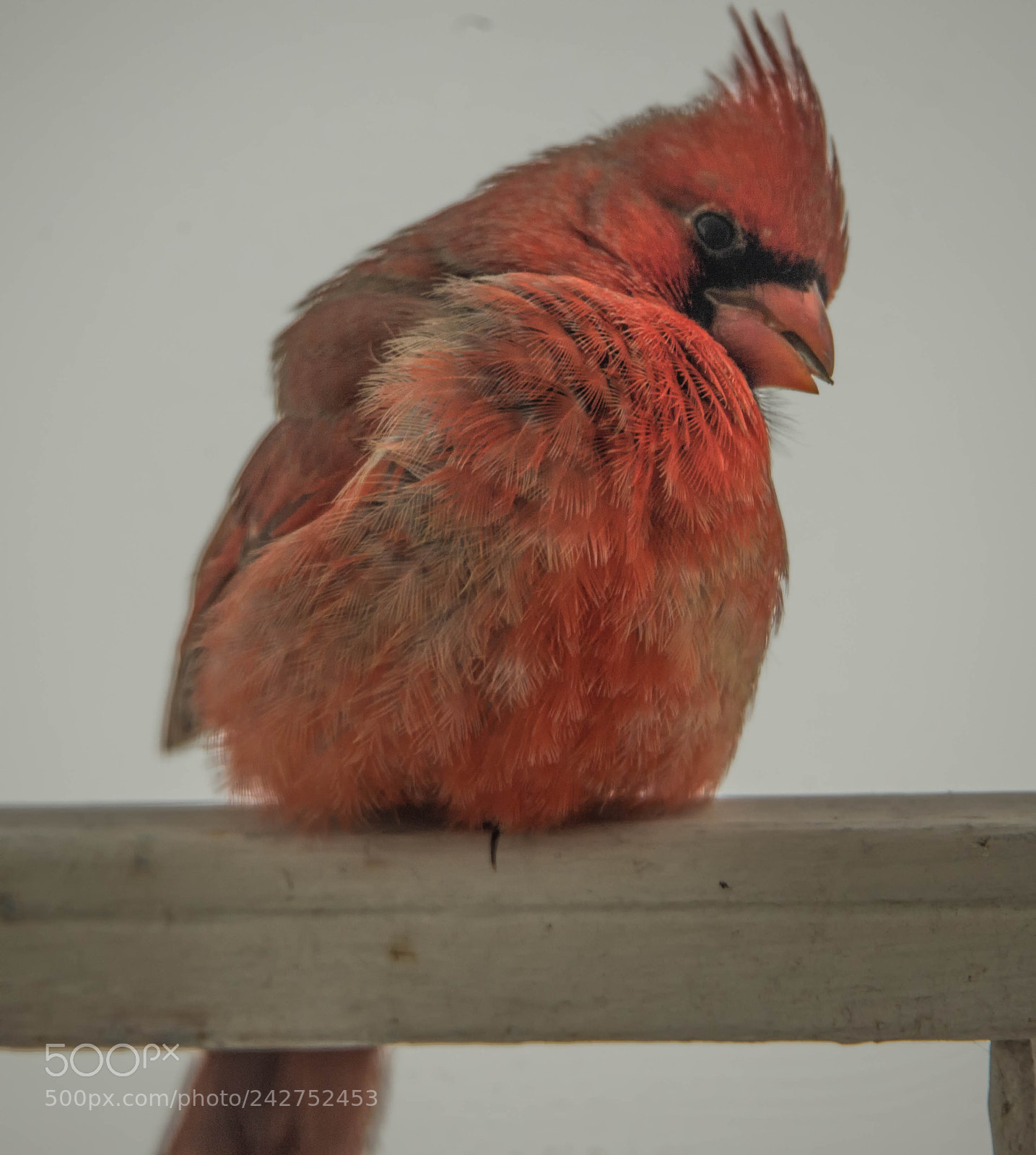 Nikon D4 sample photo. Red fluff! photography