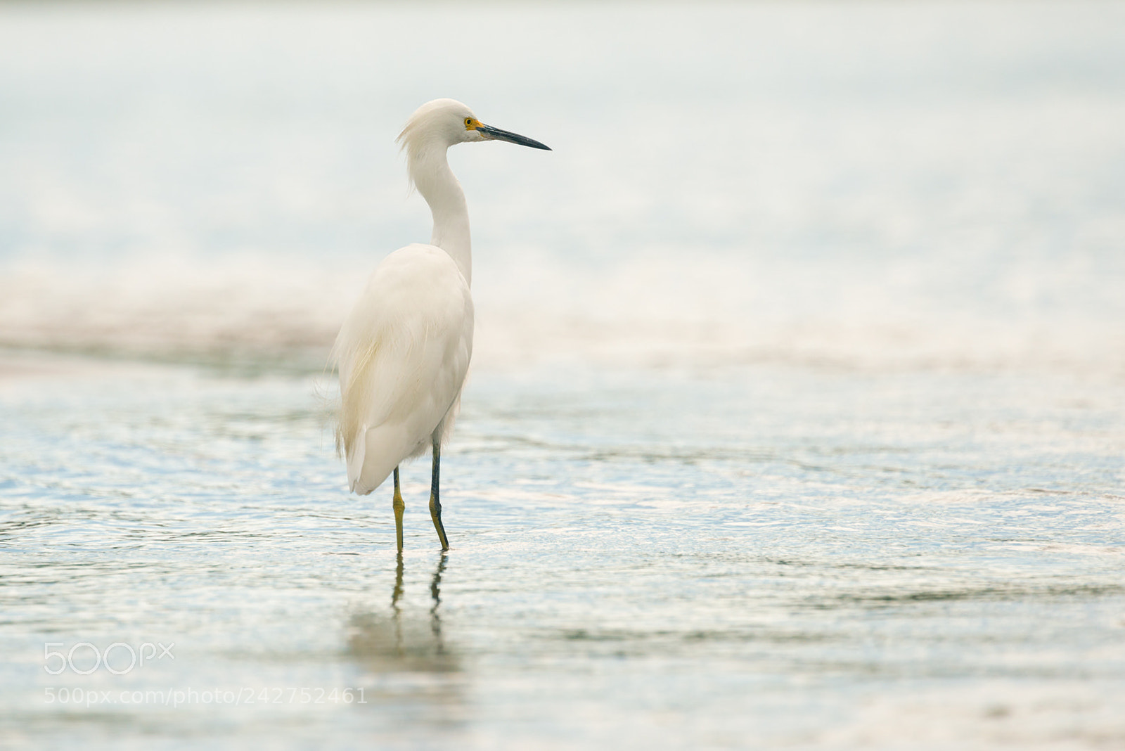Nikon D800 sample photo. - egretta thula - photography