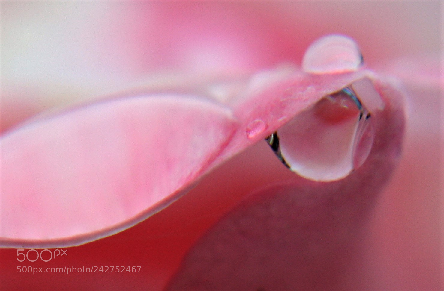 Canon EOS 400D (EOS Digital Rebel XTi / EOS Kiss Digital X) sample photo. Raindrops on pink rose photography