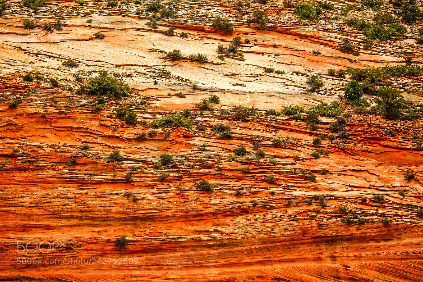 Canon EOS 700D (EOS Rebel T5i / EOS Kiss X7i) sample photo. Rock texture, zion national photography