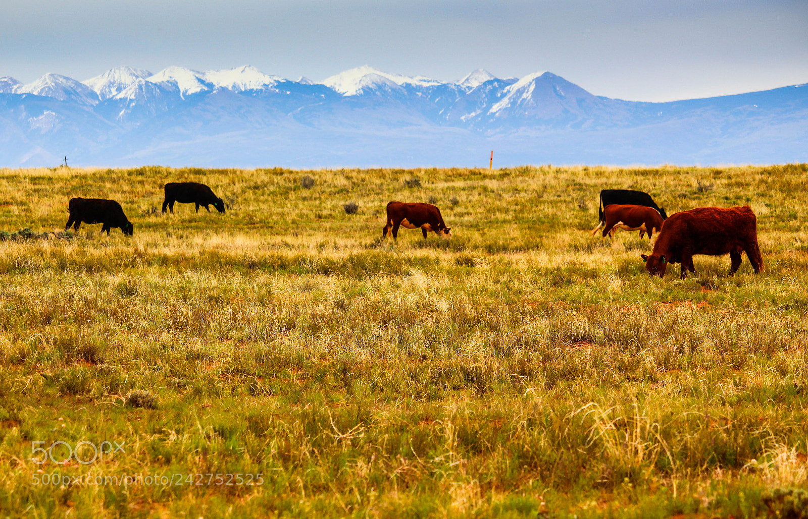 Canon EOS 700D (EOS Rebel T5i / EOS Kiss X7i) sample photo. Freerange cattle in colorado photography