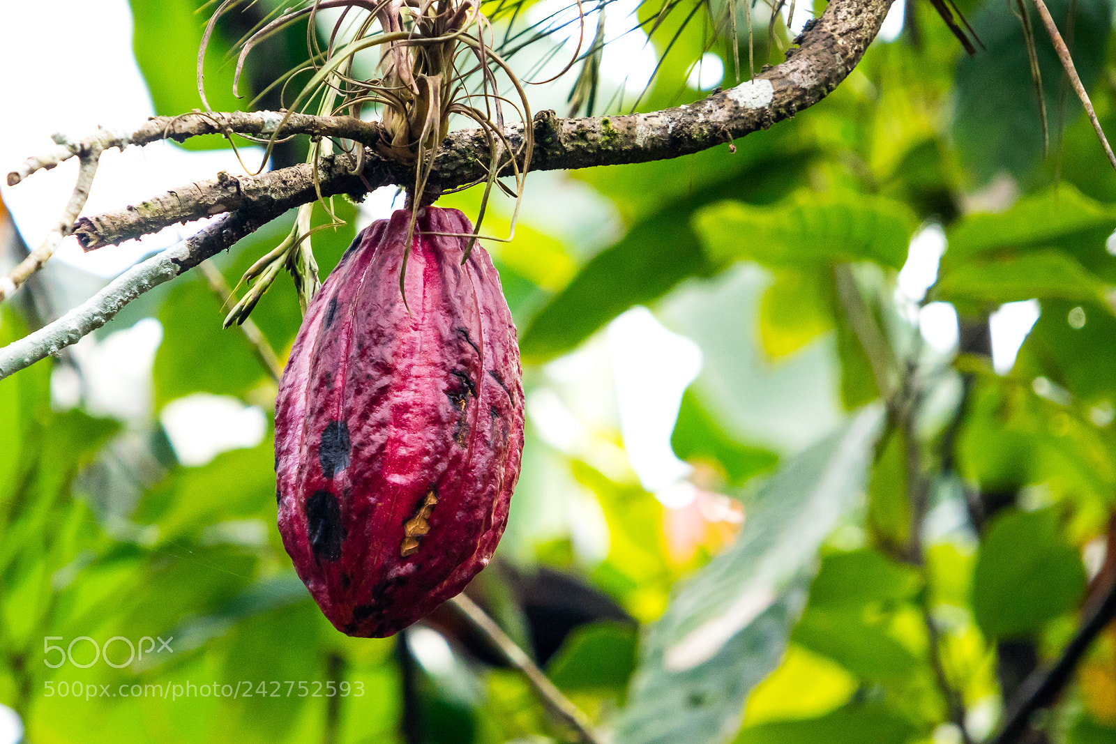 Canon EOS M3 sample photo. Cocoa photography