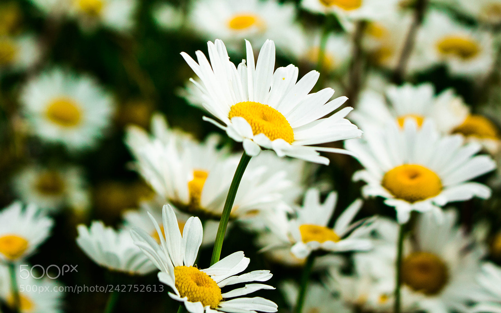 Canon EOS 700D (EOS Rebel T5i / EOS Kiss X7i) sample photo. Daisy flower photography