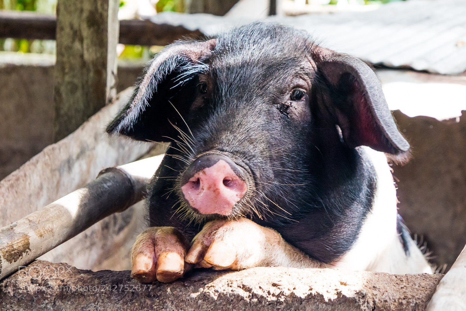 Canon EOS M3 sample photo. Cute pig photography