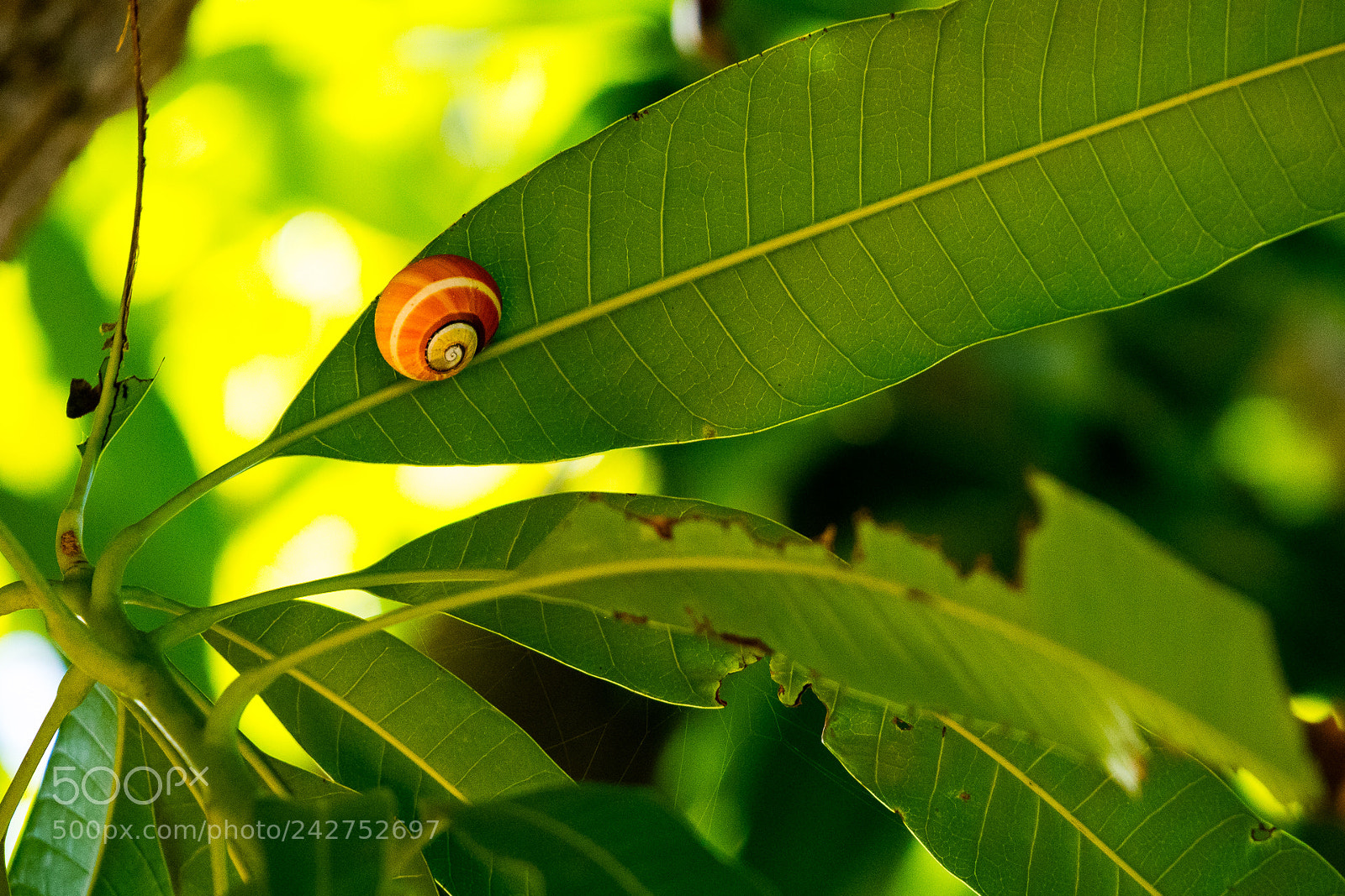 Canon EOS M3 sample photo. Snail on leave photography