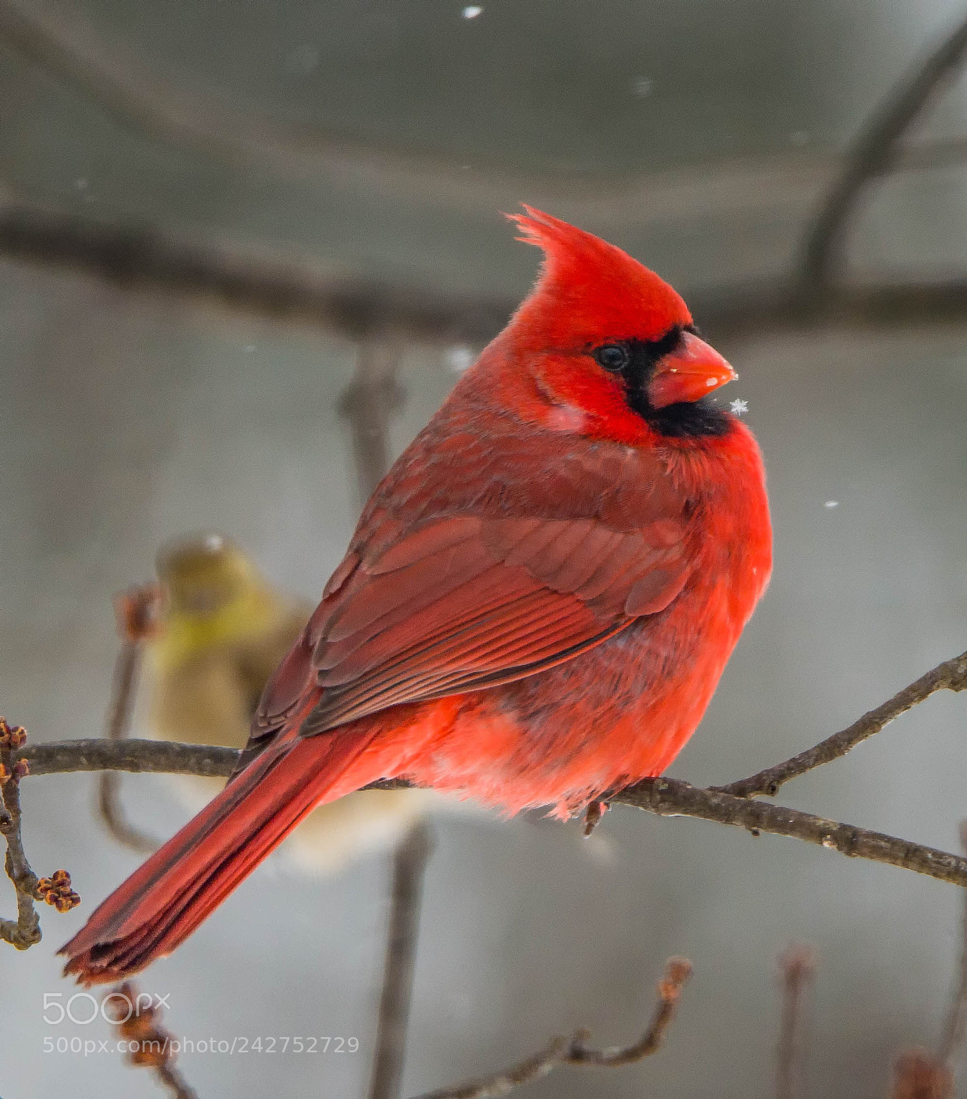 Nikon D4 sample photo. Clearly a red bird! photography