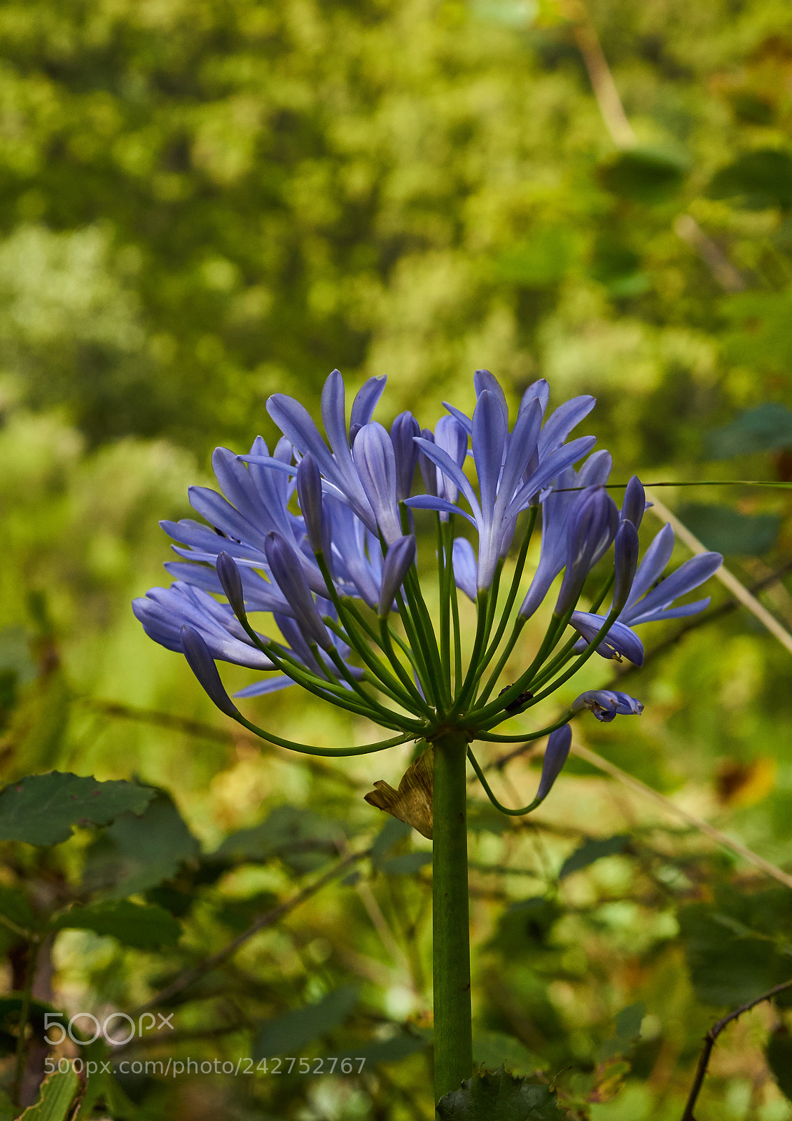 Sony a7 sample photo. Flower photography