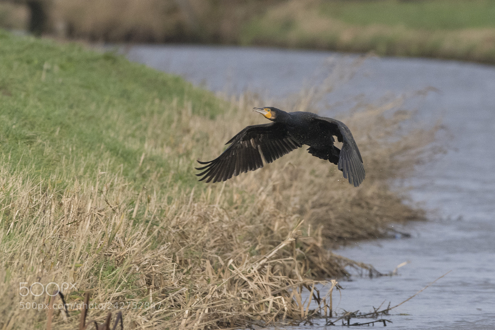 Nikon D500 sample photo. Aalscholver photography