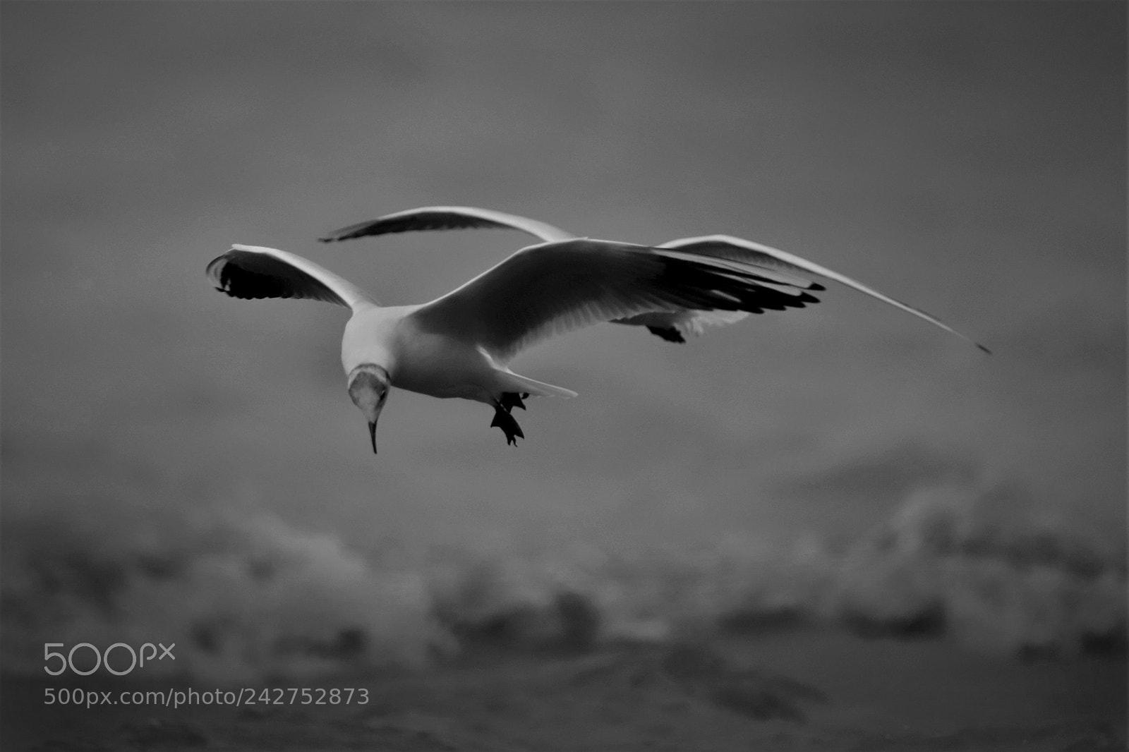 Canon EOS 6D Mark II sample photo. The birds photography