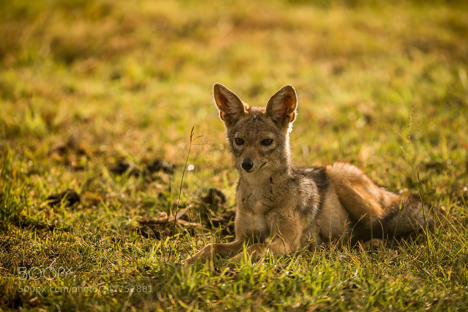 Nikon D5 sample photo. Black backed jackal photography
