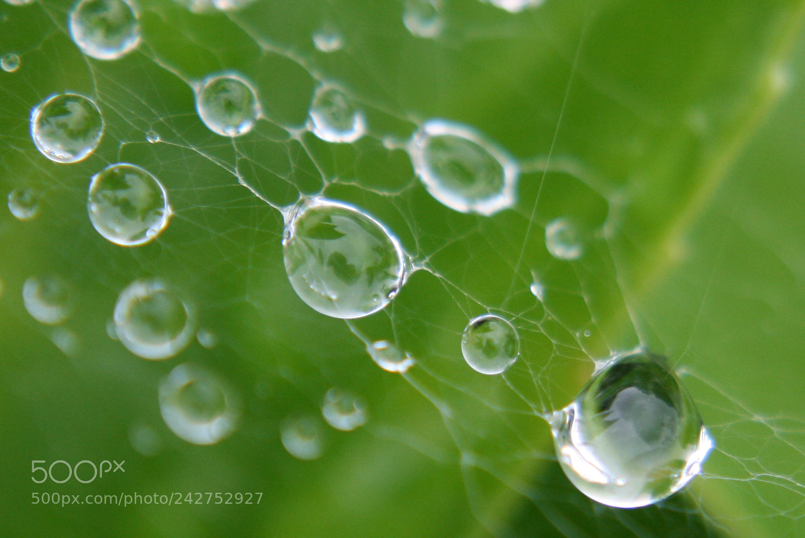 Canon EF-S 18-55mm F3.5-5.6 II sample photo. Rain drops on a photography
