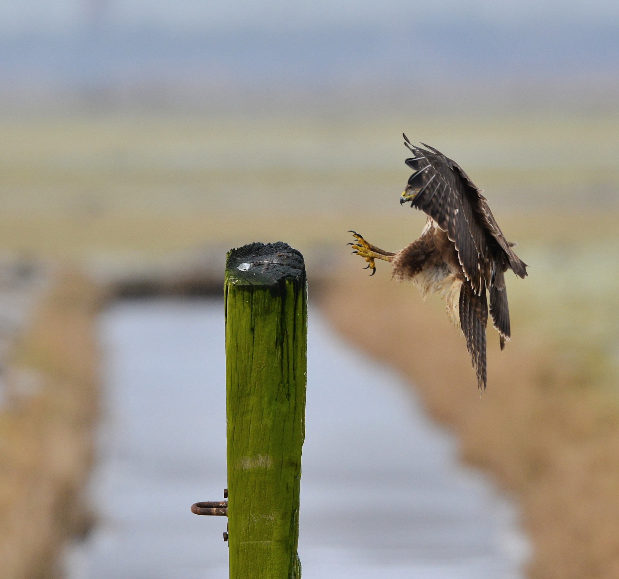 Nikon D600 + Nikon AF-S Nikkor 500mm F4G ED VR sample photo. Buizerd photography