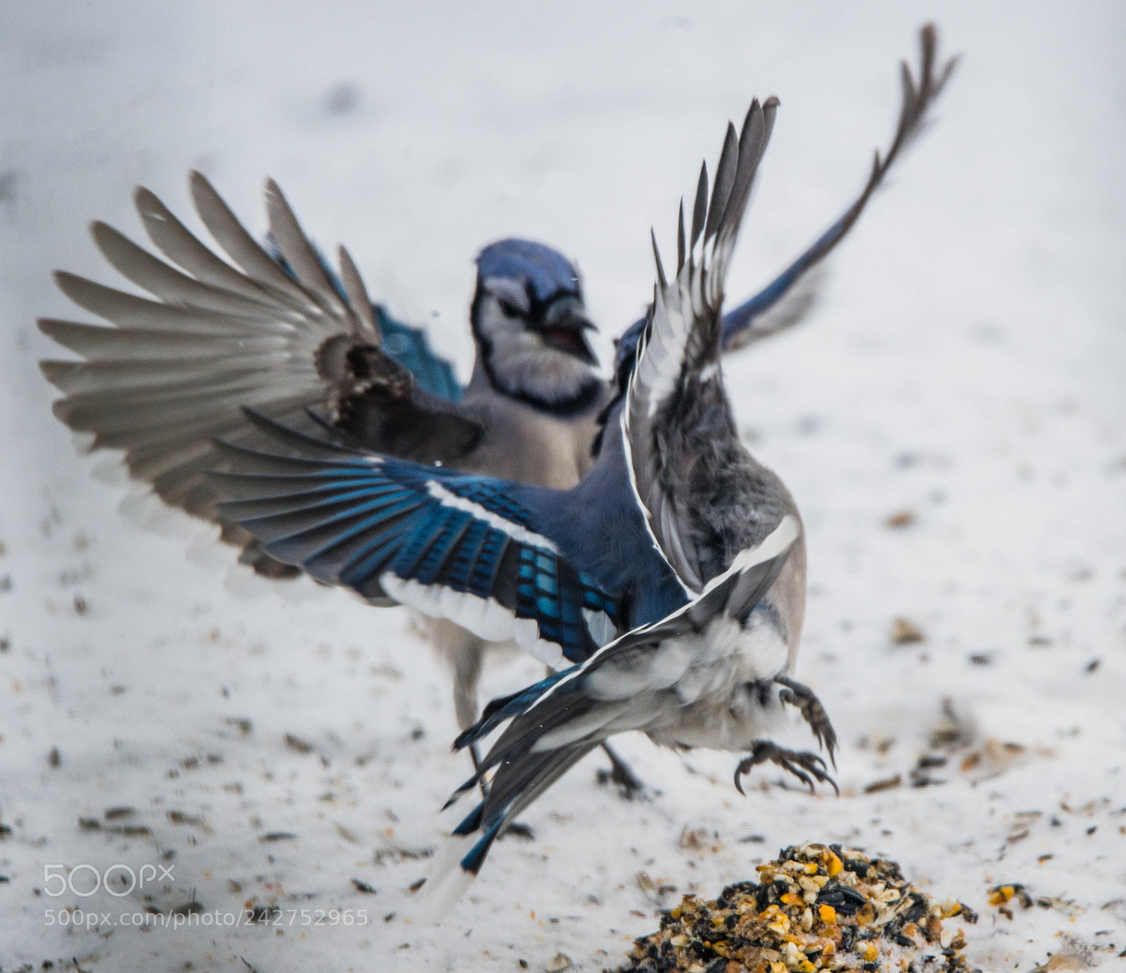 Nikon D4 sample photo. Blue jay space invader! photography
