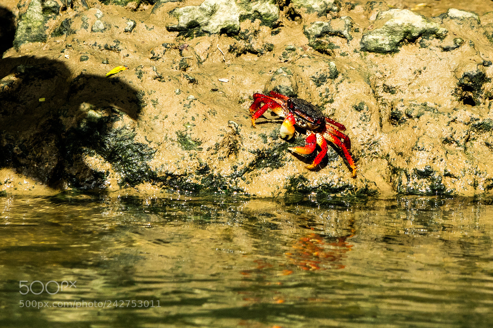 Canon EOS M3 sample photo. Crab photography