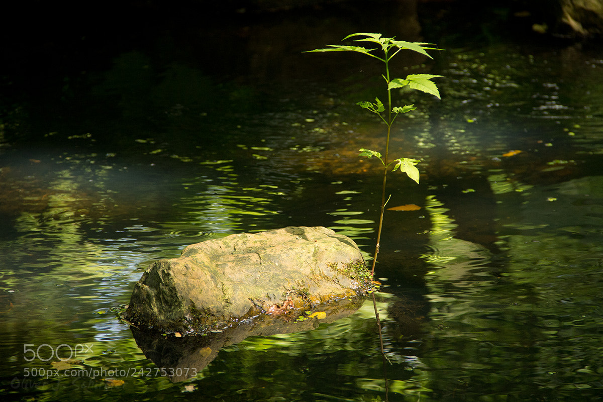 Canon EOS 60D sample photo. Survivor photography