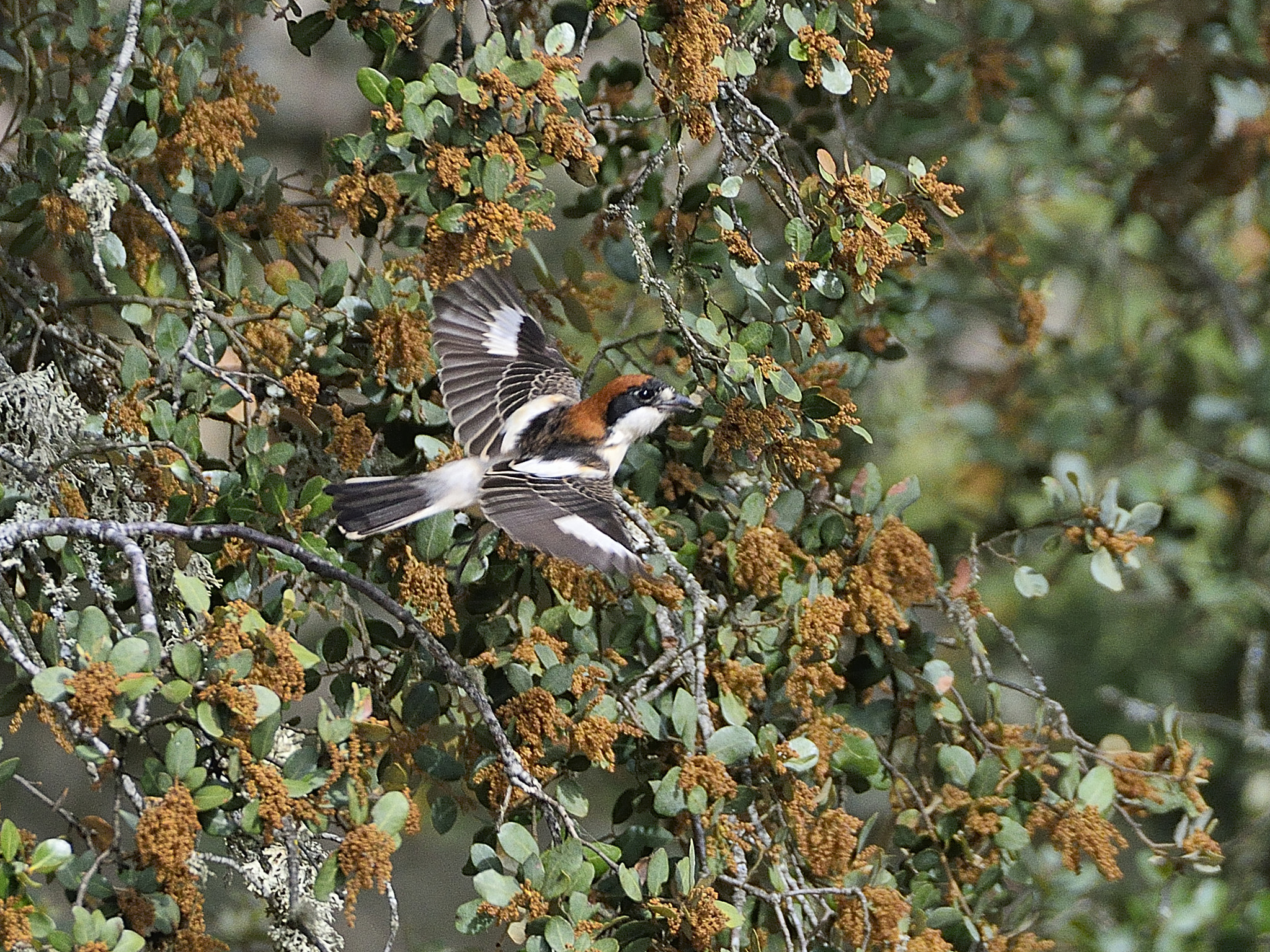 Sigma 50-500mm F4.5-6.3 DG OS HSM sample photo. Alcaudon photography