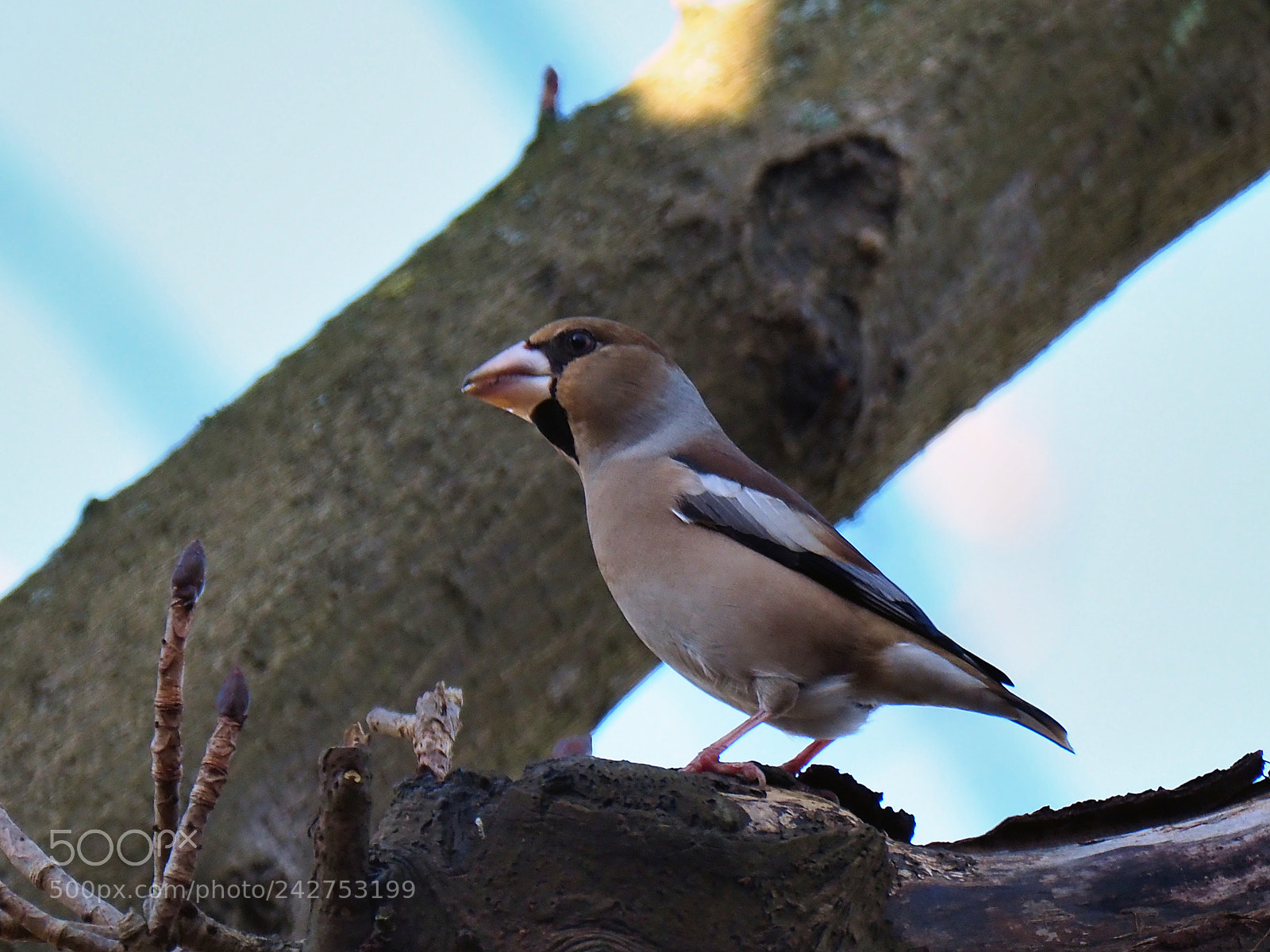 Olympus OM-D E-M1 Mark II sample photo. Picogordo photography