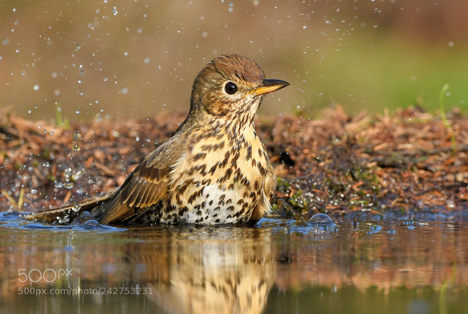 Nikon D500 + Nikon AF-S Nikkor 500mm F4G ED VR sample photo. Zanglijster photography
