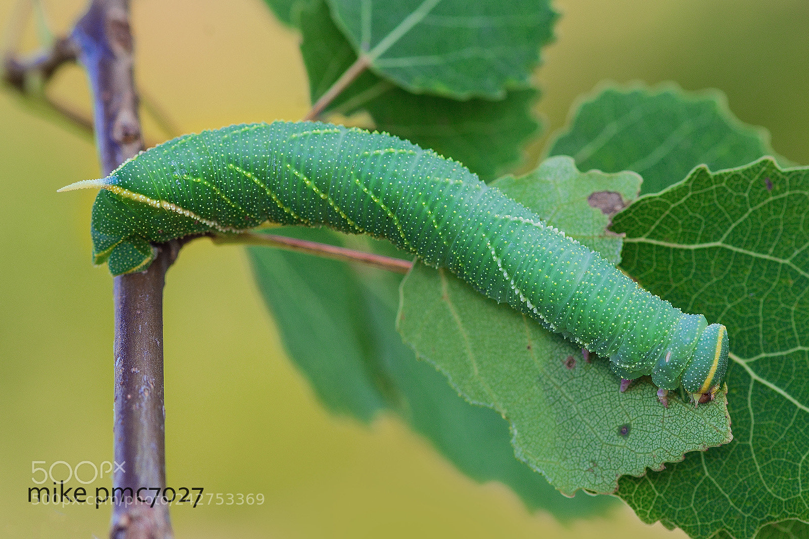 Nikon D7100 sample photo. A caterpillar of the photography