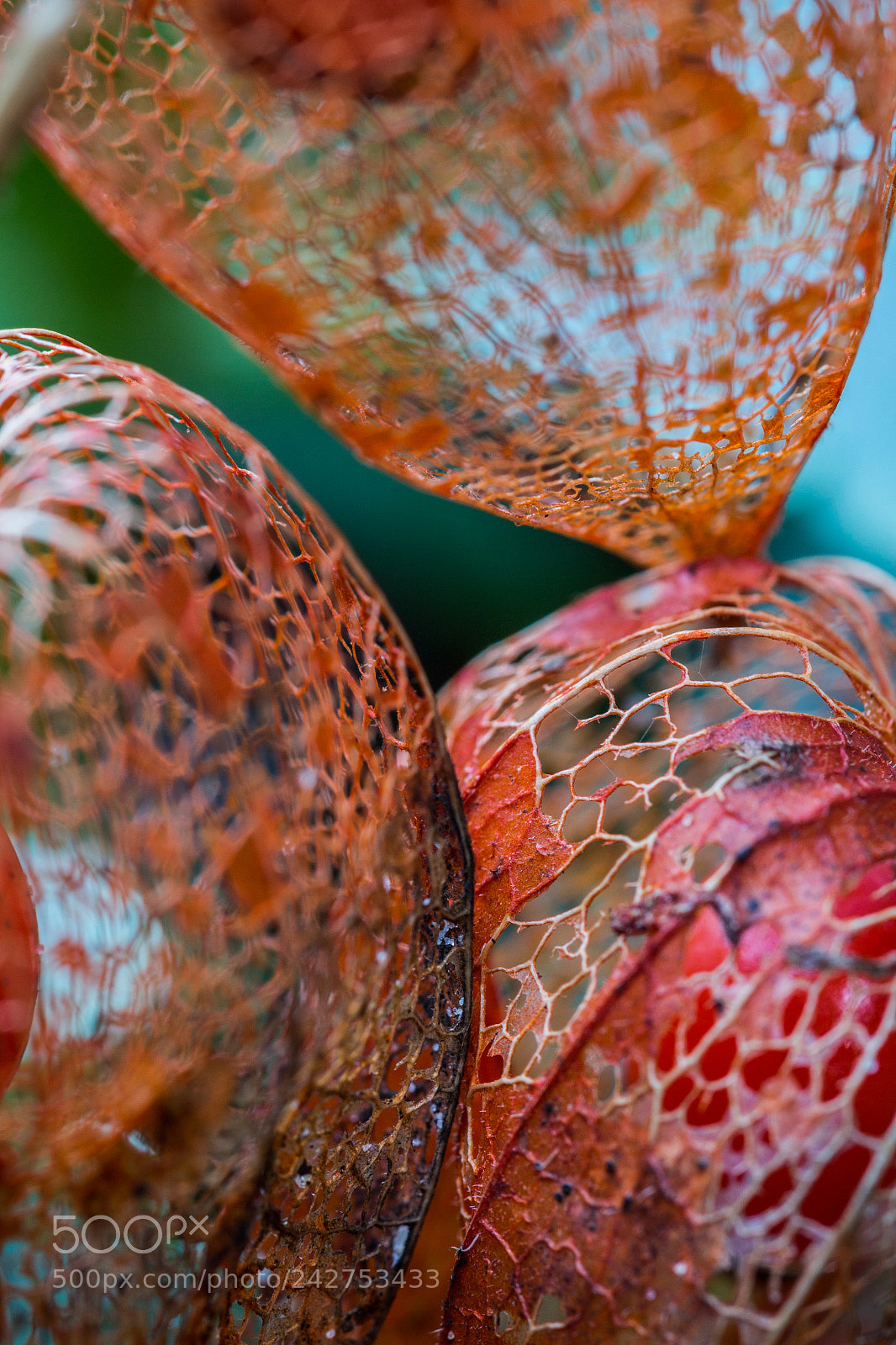Canon EOS 650D (EOS Rebel T4i / EOS Kiss X6i) sample photo. Lanternes photography