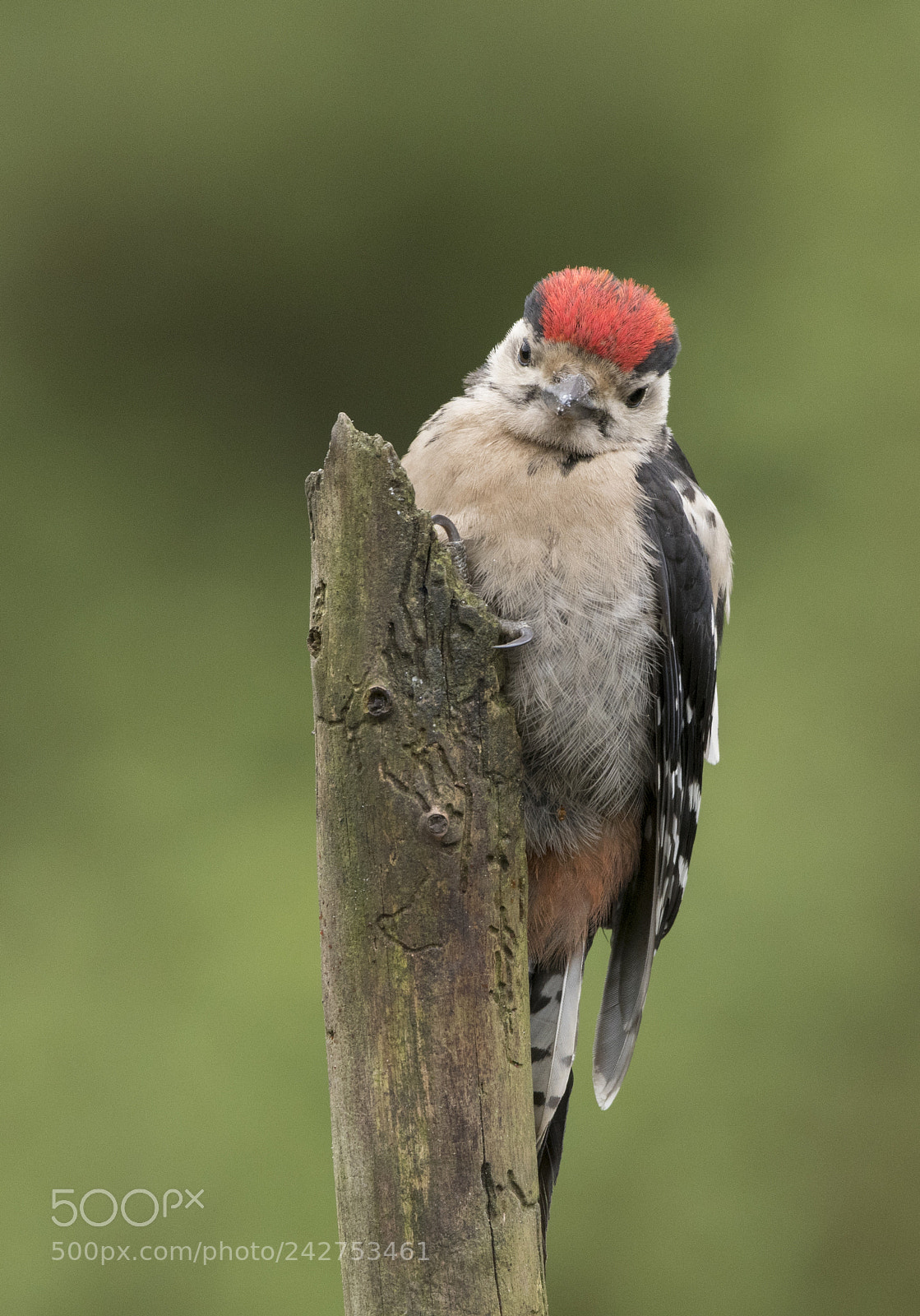 Nikon D500 sample photo. Grote bonte specht photography