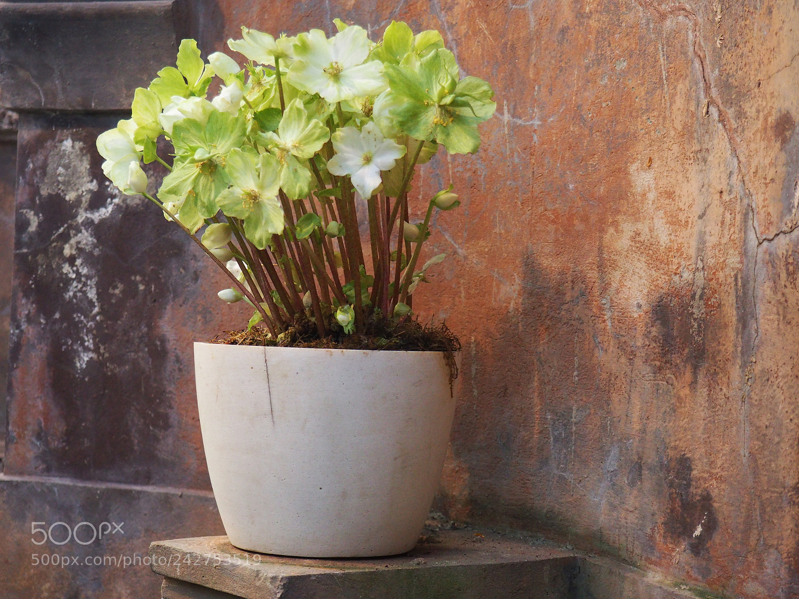 Olympus OM-D E-M10 II sample photo. Potted plant photography