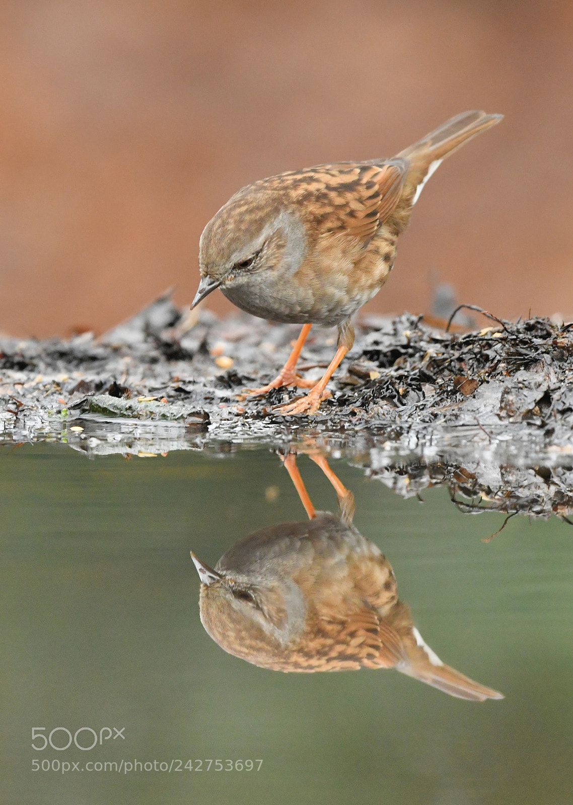 Nikon D500 + Nikon AF-S Nikkor 500mm F4G ED VR sample photo. Heggenmus photography