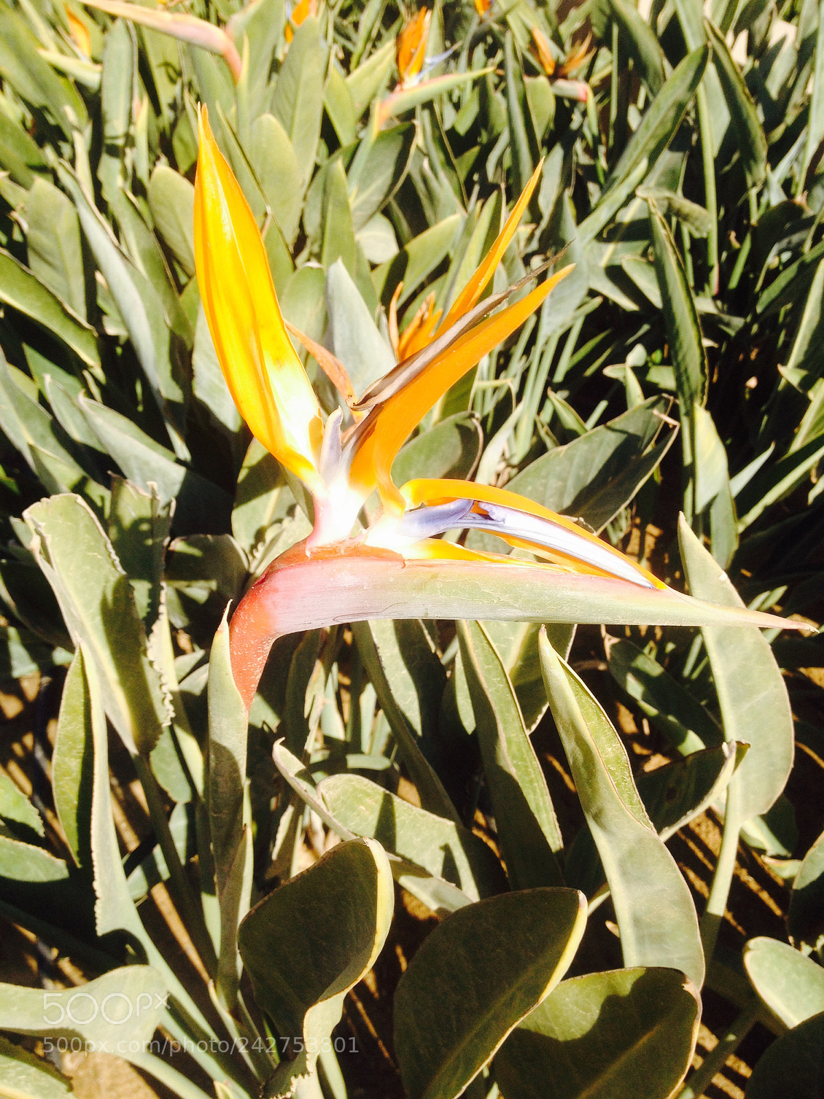 Apple iPhone 4S sample photo. Asfor el gana photography