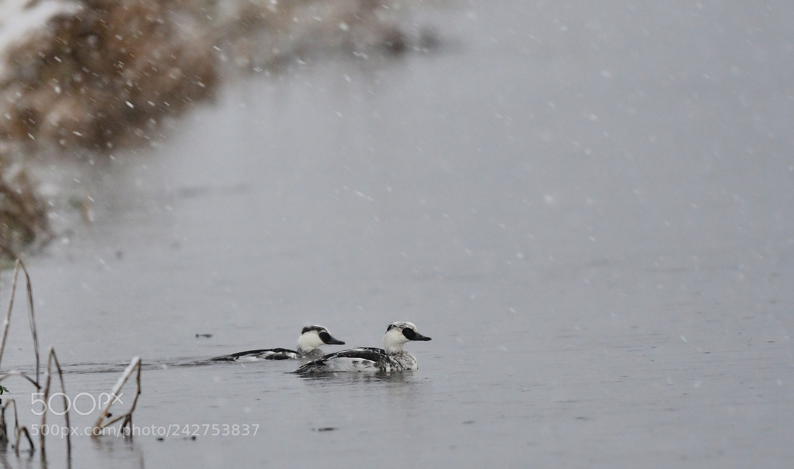 Nikon D500 + Nikon AF-S Nikkor 500mm F4G ED VR sample photo. Nonnetjes photography