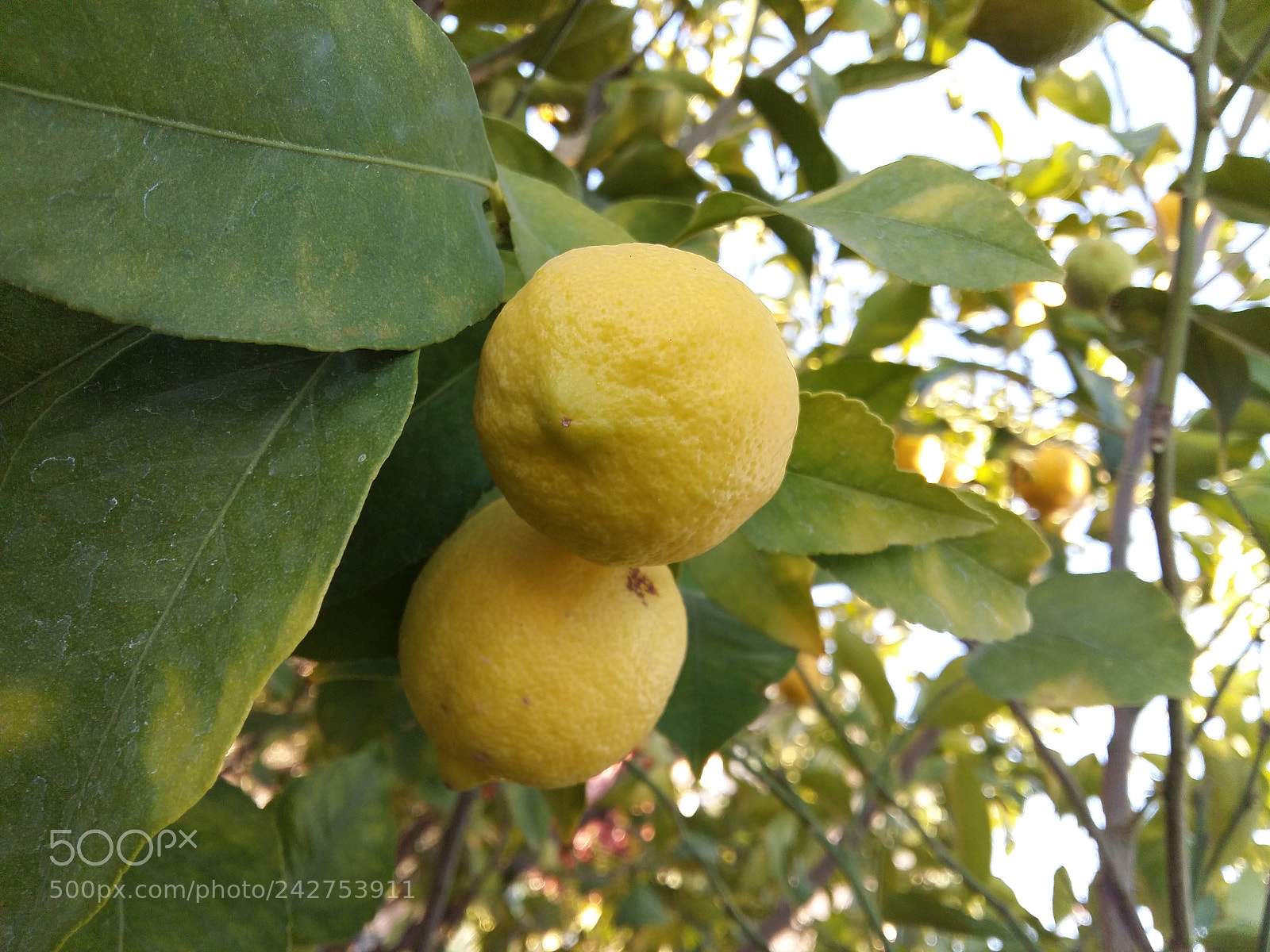 Samsung Galaxy A5 sample photo. Untitled photography