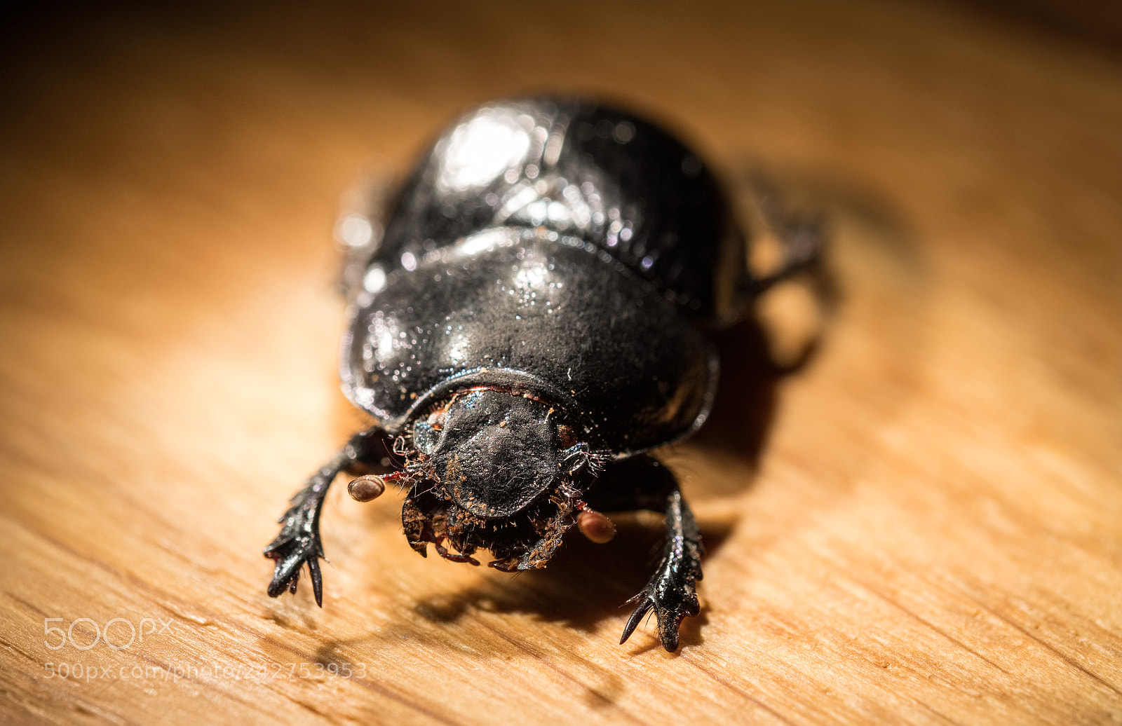 Fujifilm X-T2 sample photo. 4 point light bug photography
