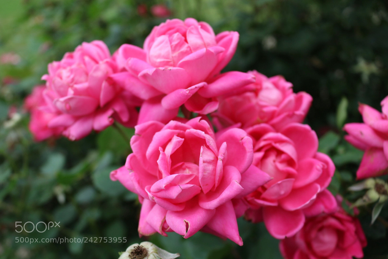 Canon EOS 750D (EOS Rebel T6i / EOS Kiss X8i) sample photo. Untitled photography