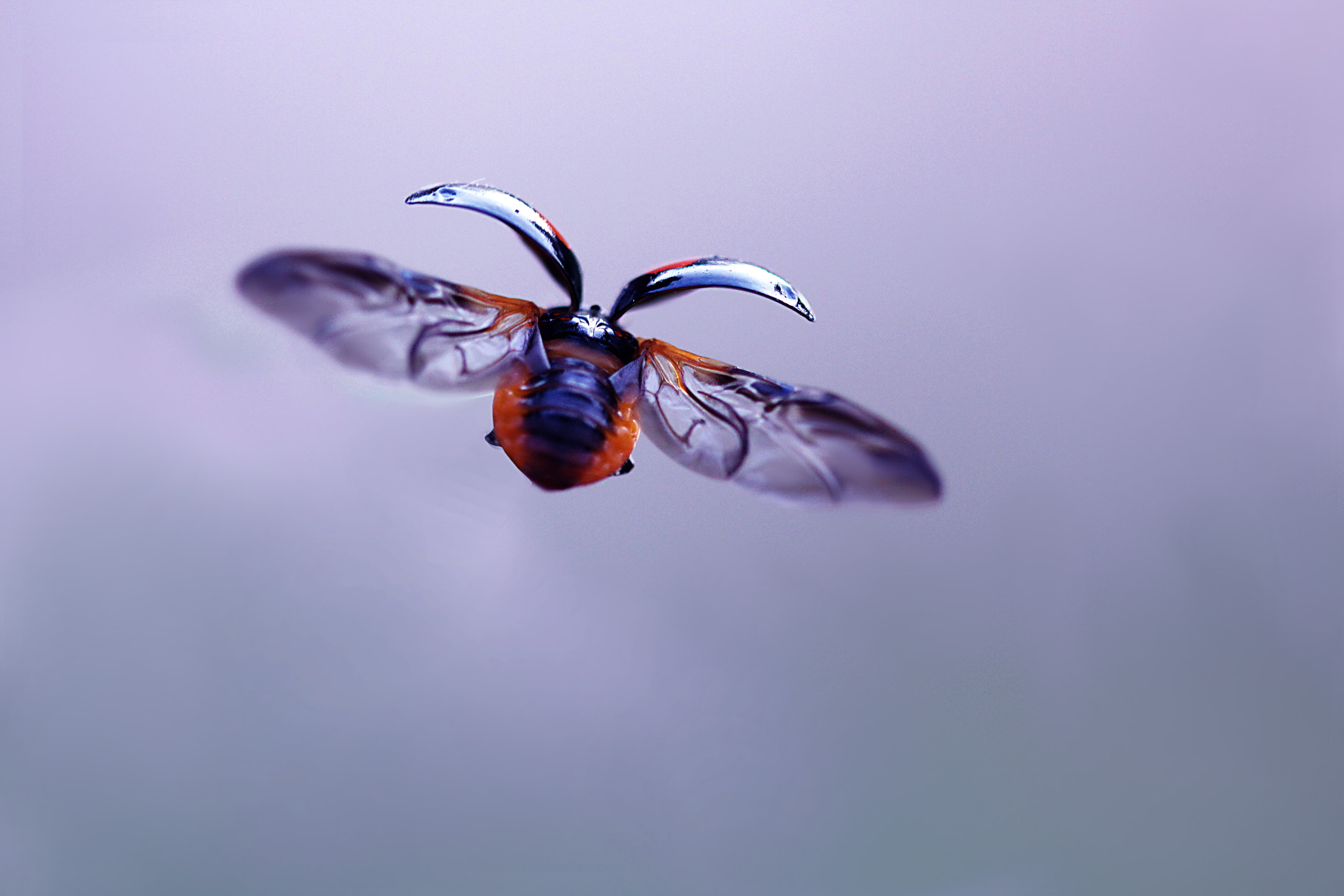 Canon EF 100mm F2.8 Macro USM sample photo. Bon voyage photography