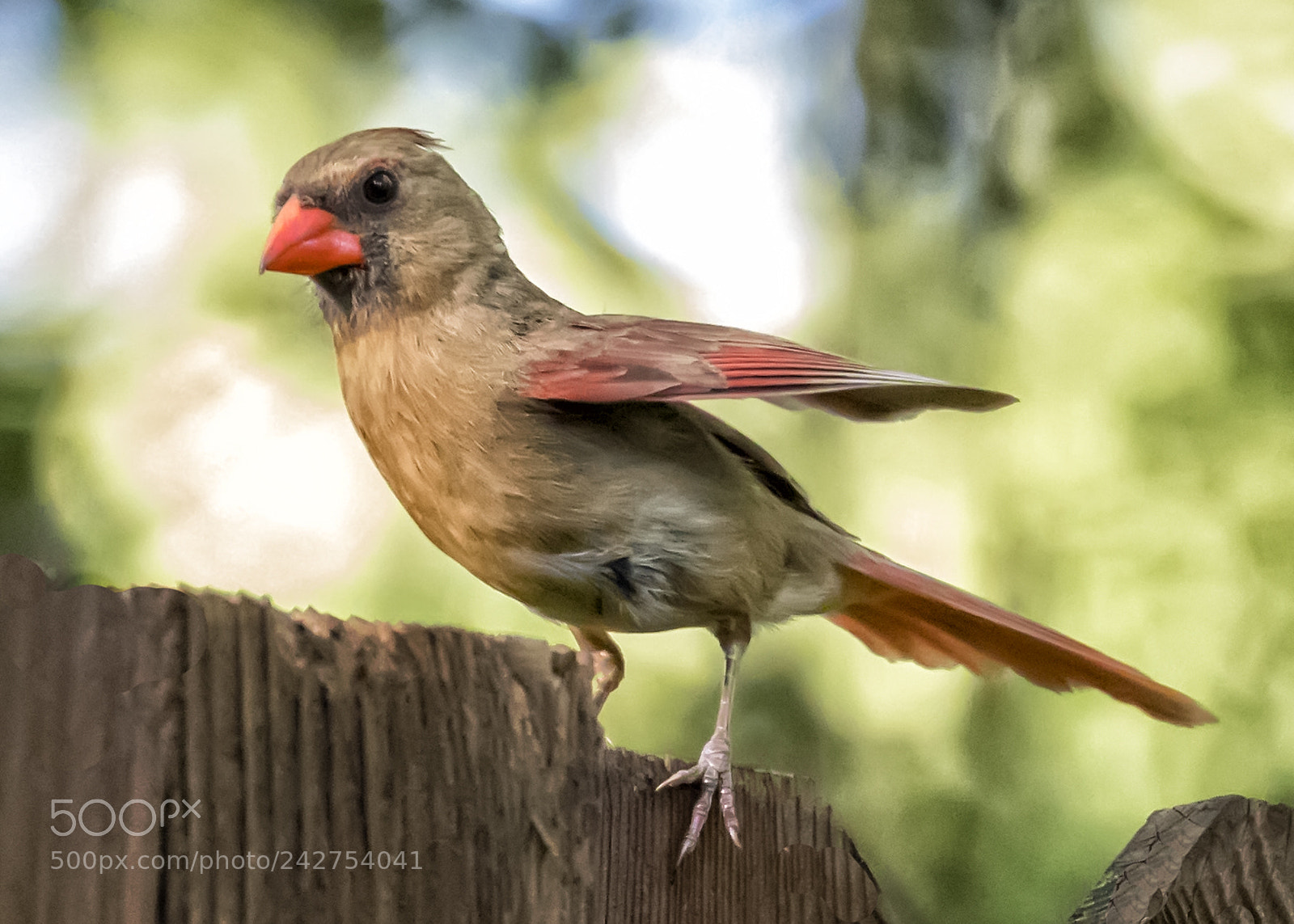 Canon EOS-1D X Mark II sample photo. Little miss cardinal photography
